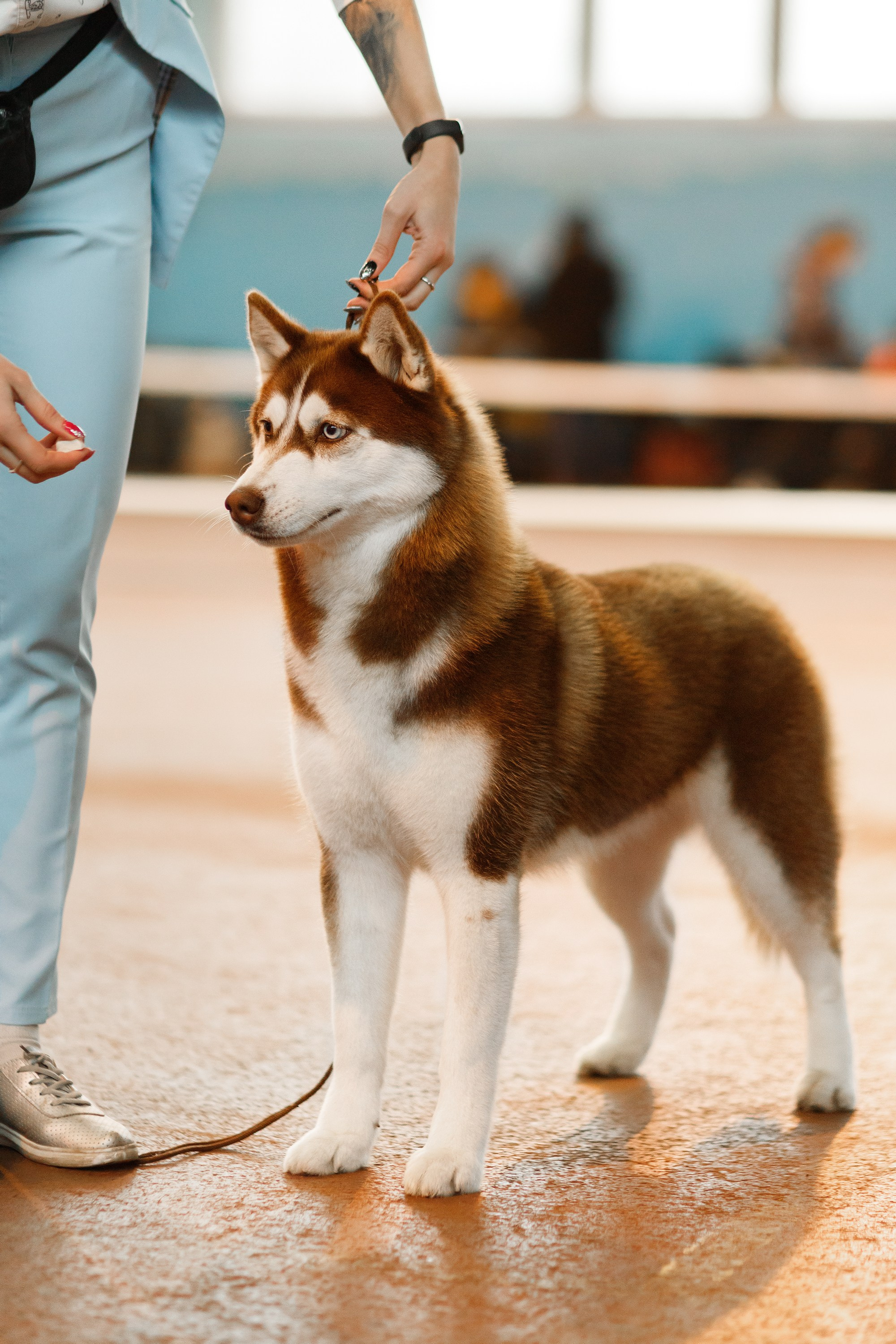 Dog shows | the best ones. Kaja | fotograf psów we Wrocławiu