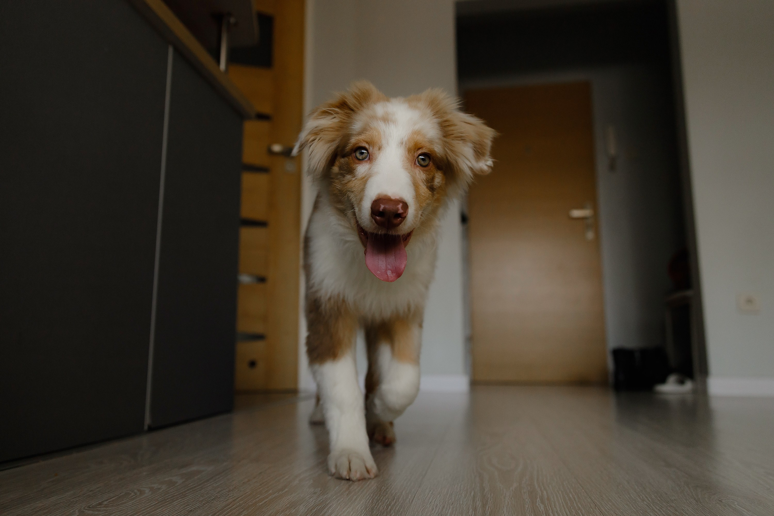 Fotografia psów Wrocław. Kaja | fotograf we Wrocławiu | ludzie i psy