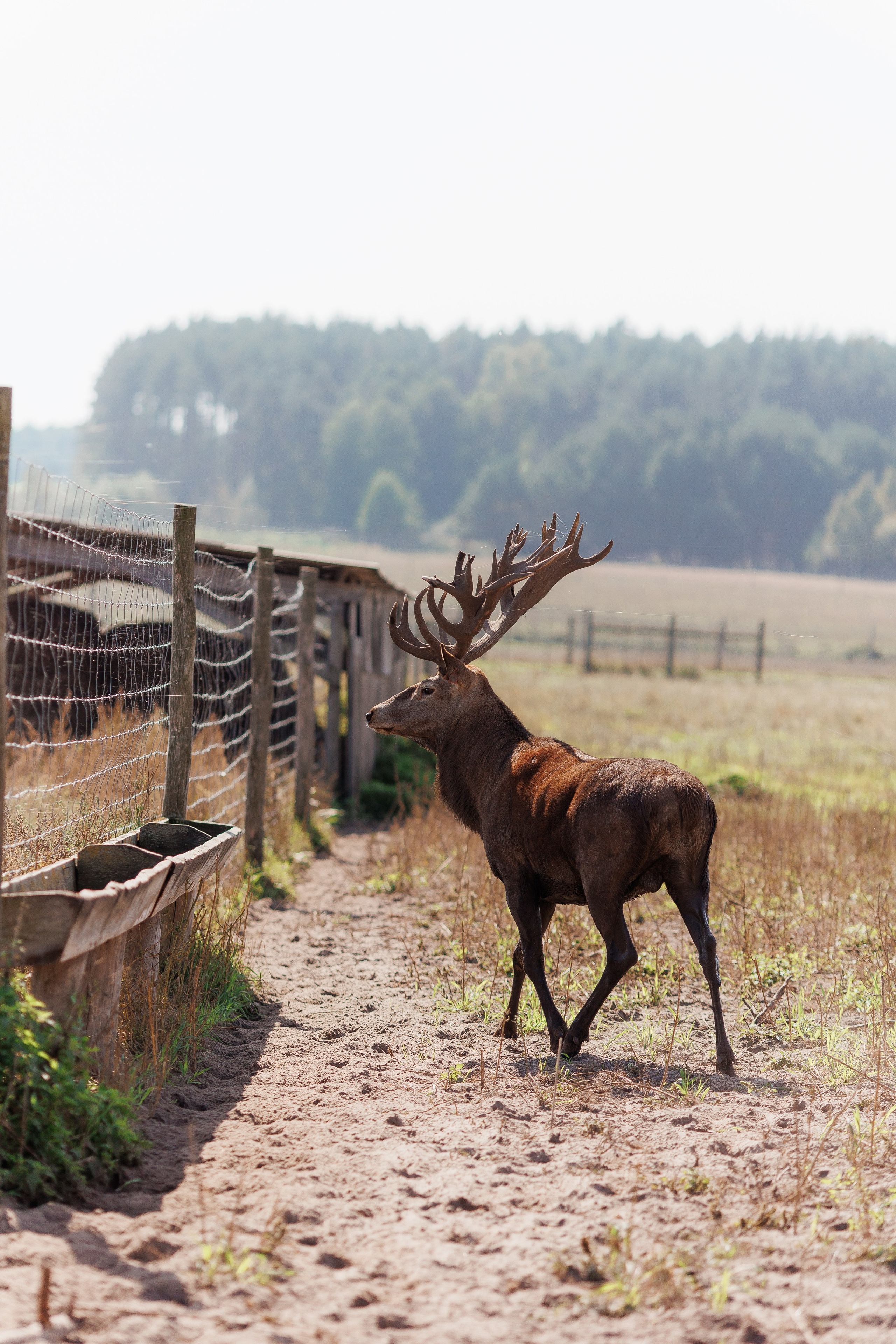 Екопарк Аміла. Ірина Терещук