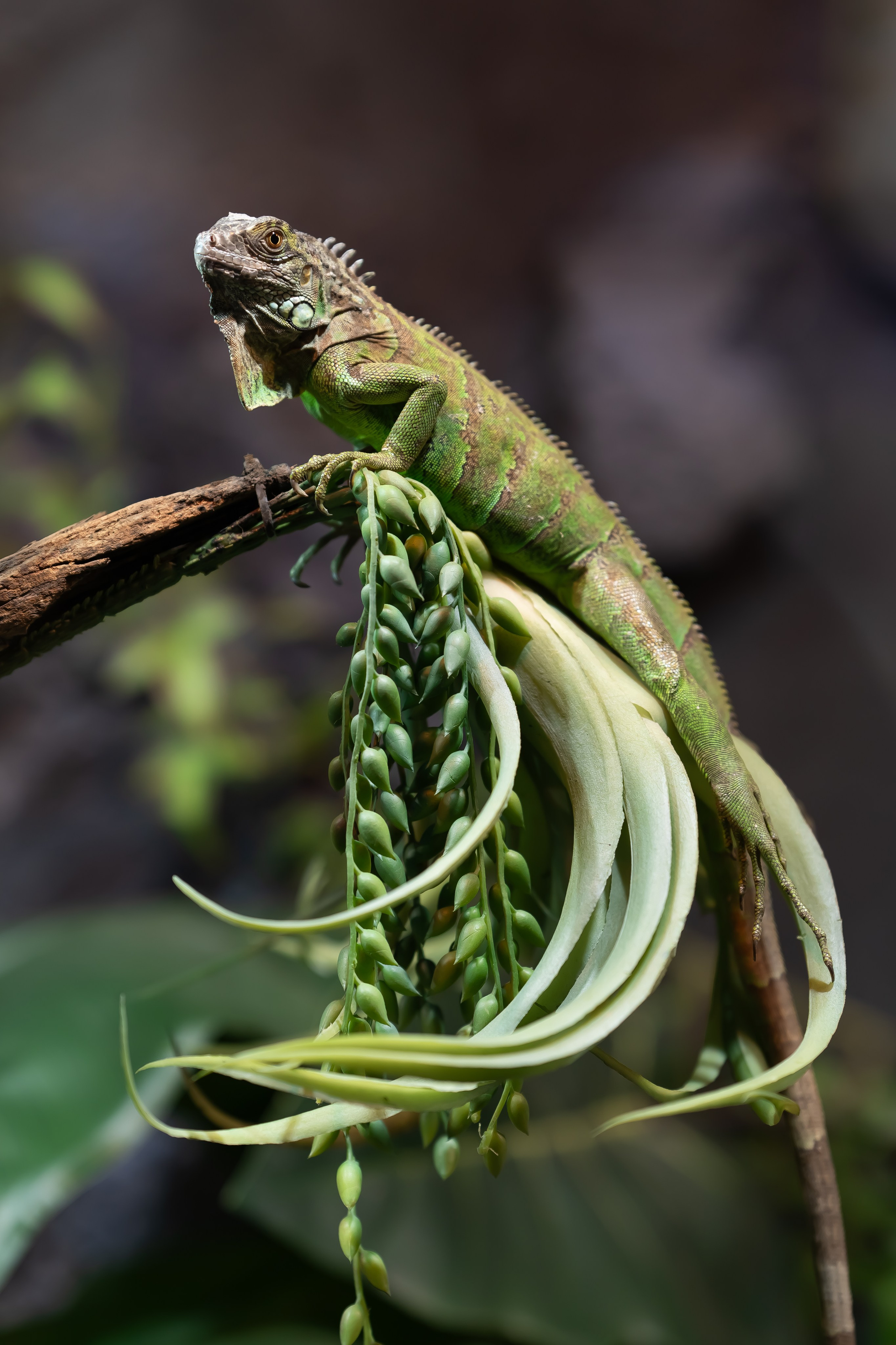 Reptile. Bycristinaciobanu
