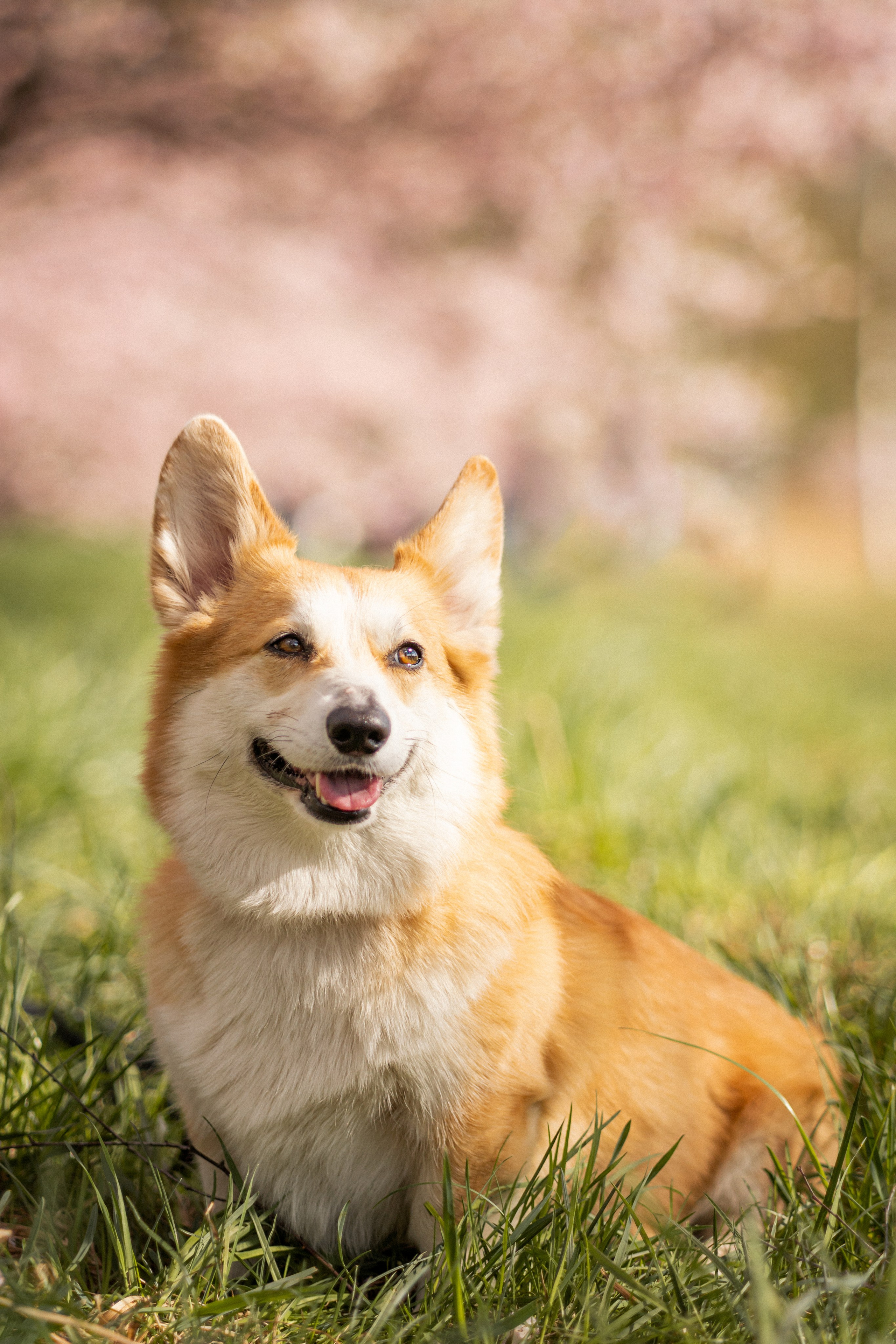 Corgis in Sakura blossom. Kat Laisaar — Pet photographer in Tallinn