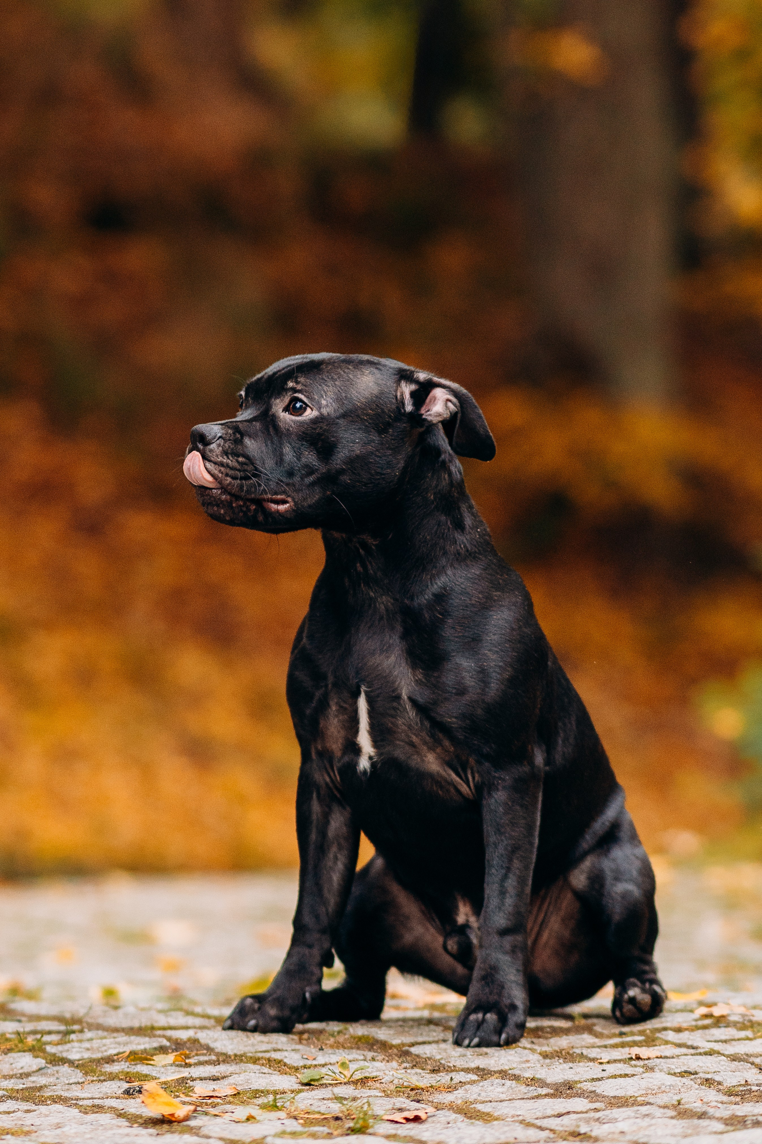 Staffordshire Bull Terriers Meetup. Kat Laisaar — Pet photographer in Tallinn