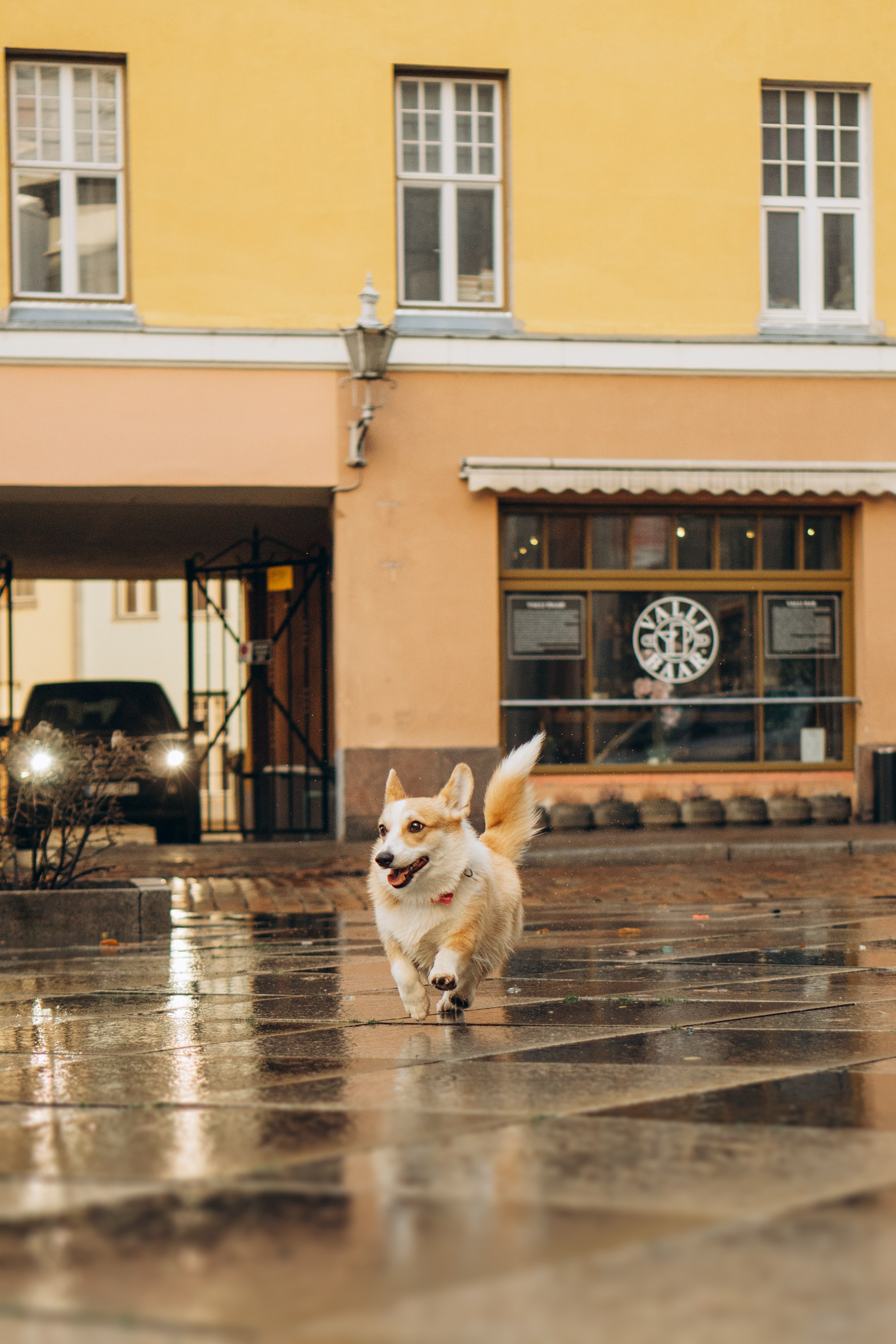 Maarika, Jegor and their Luna, Pembroke Welsh Corgi. Kat Laisaar — Pet photographer in Tallinn