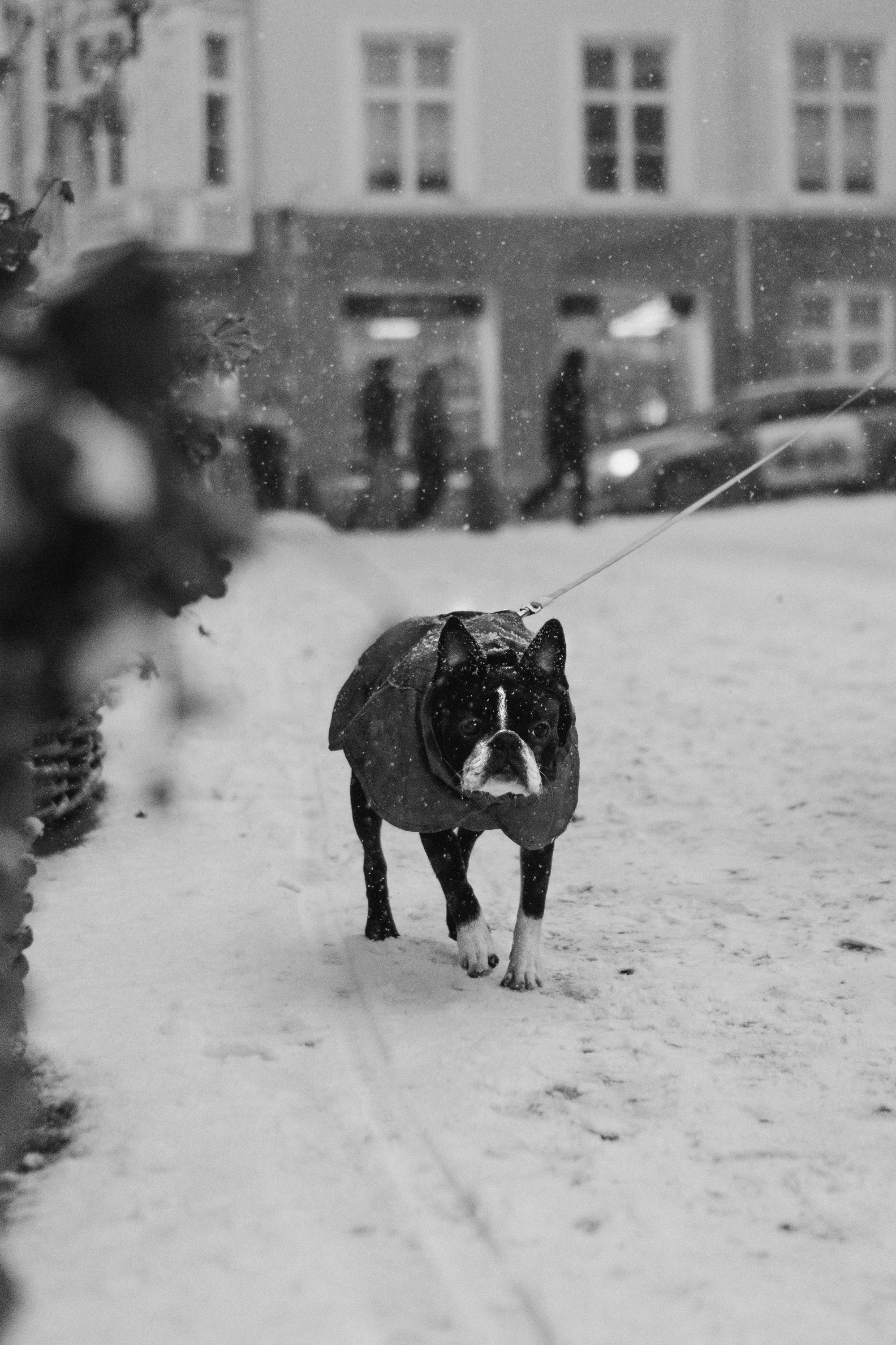 Dog Street Photography in Estonia. Kat Laisaar — Pet photographer in Tallinn