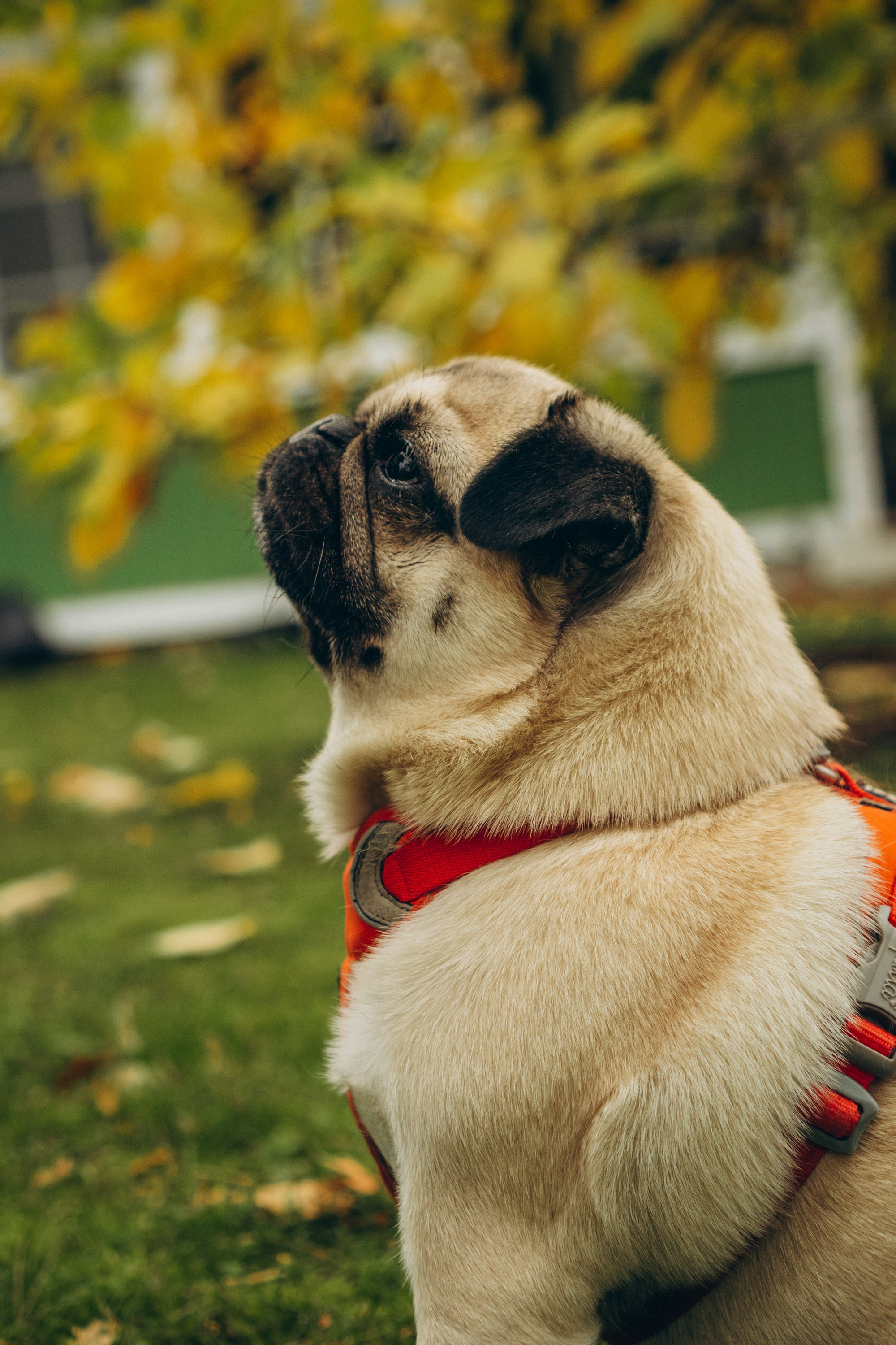 Jelena and her Sandy, Pug and Katja and her Safiir, Cardigan Welsh Corgi. Kat Laisaar — Pet photographer in Tallinn