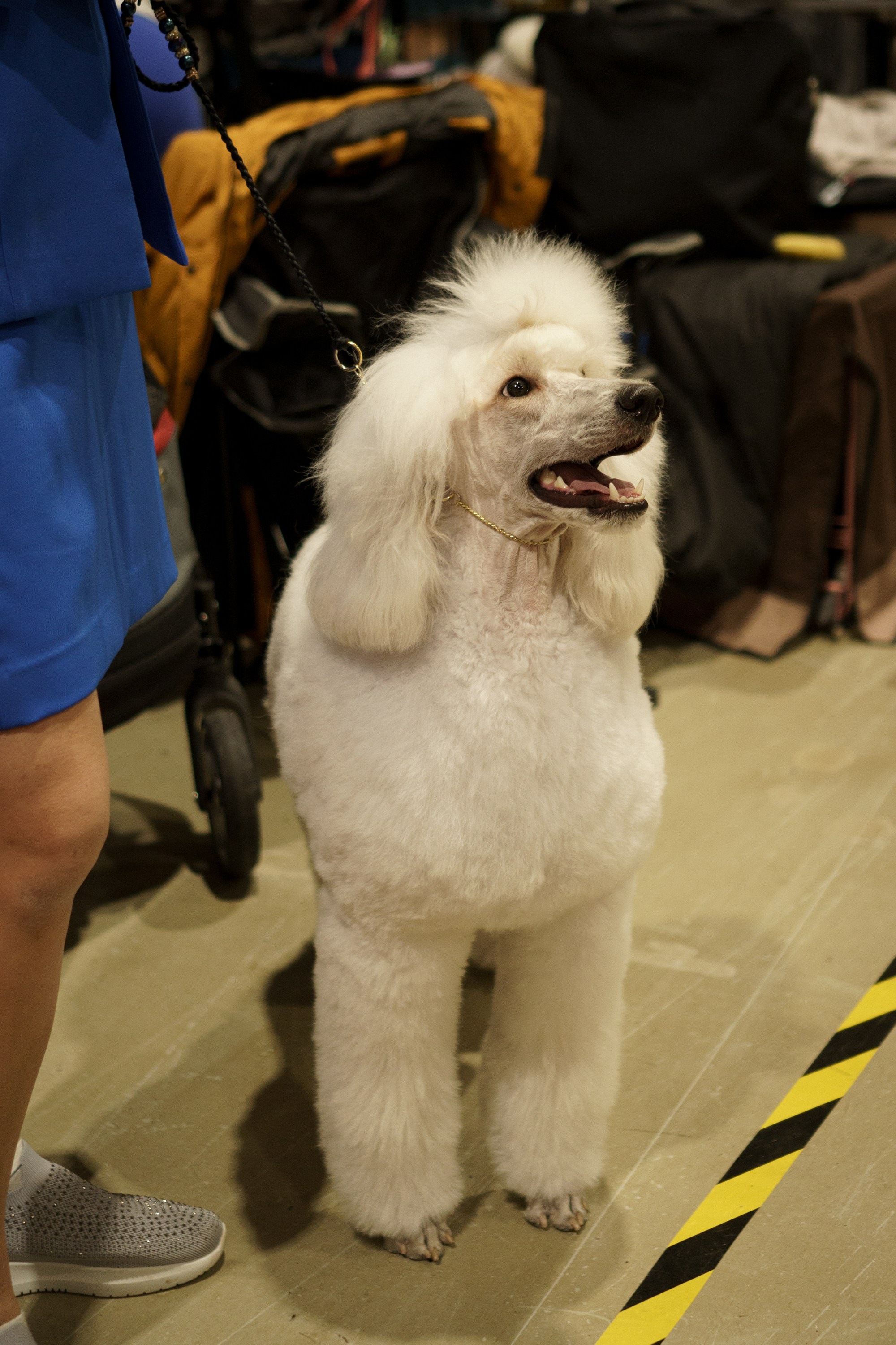Tartu International Dog Show. Kat Laisaar — Pet photographer in Tallinn