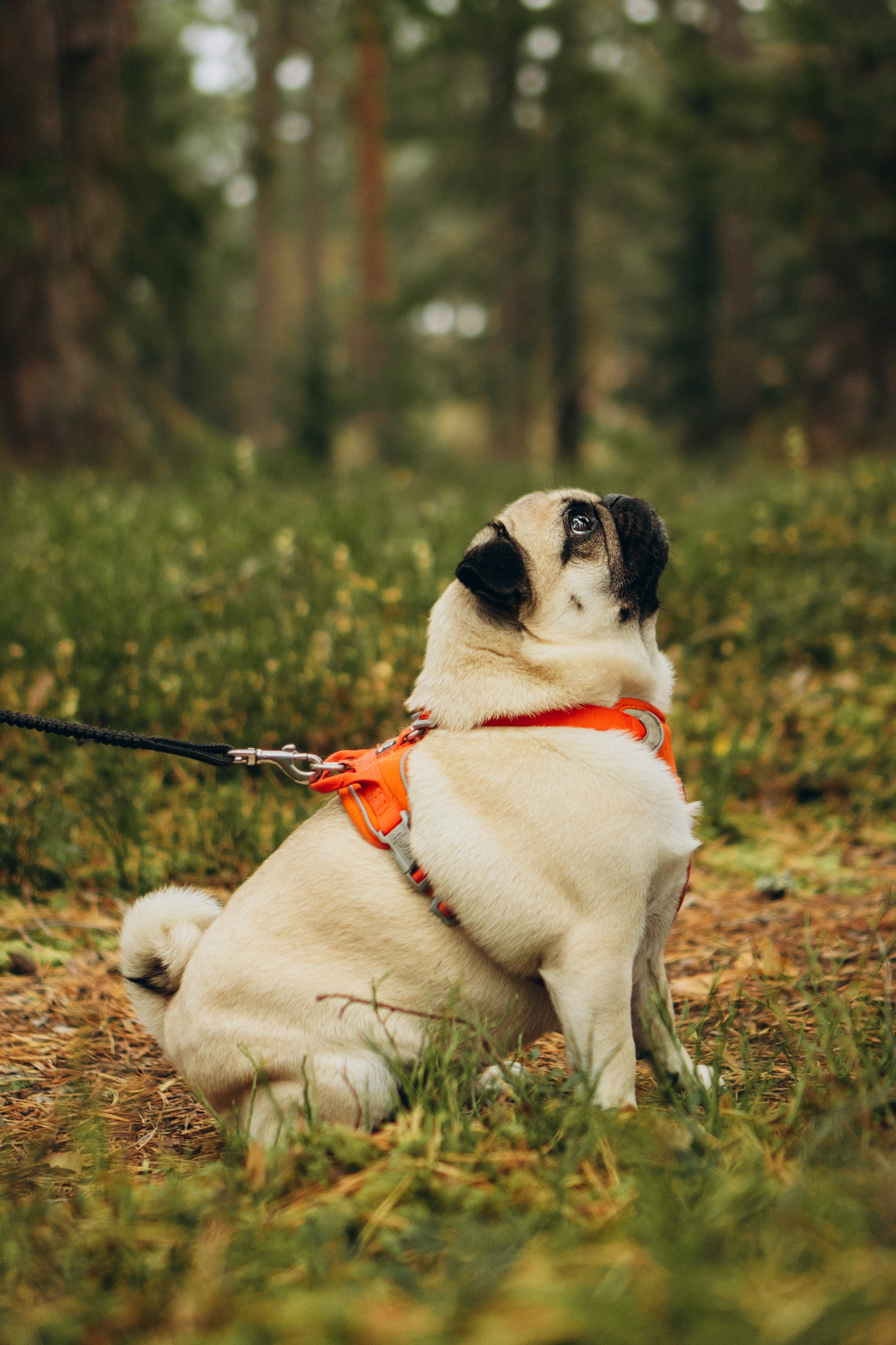 Jelena and her Sandy, Pug and Katja and her Safiir, Cardigan Welsh Corgi. Kat Laisaar — Pet photographer in Tallinn