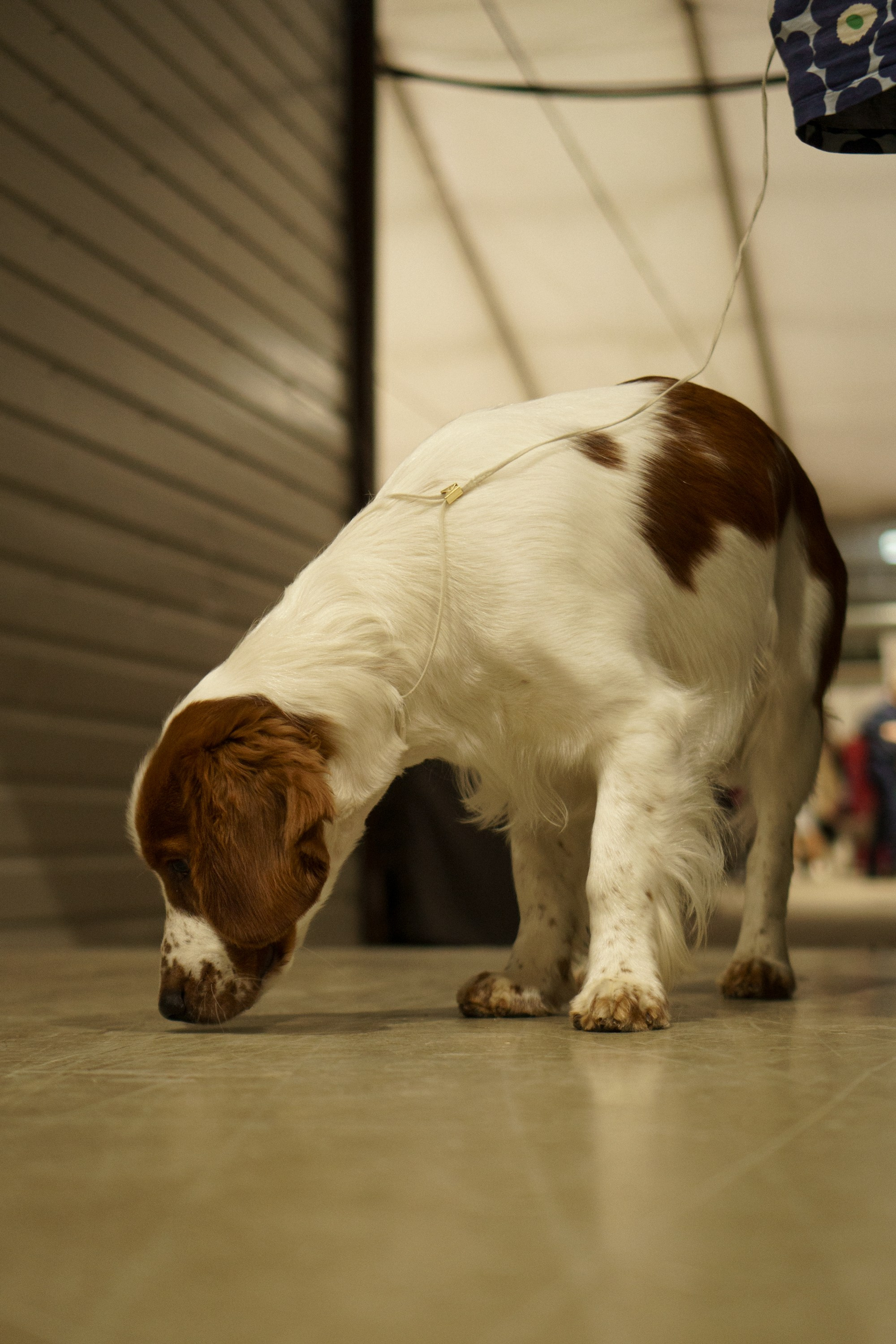 Tartu International Dog Show. Kat Laisaar — Pet photographer in Tallinn
