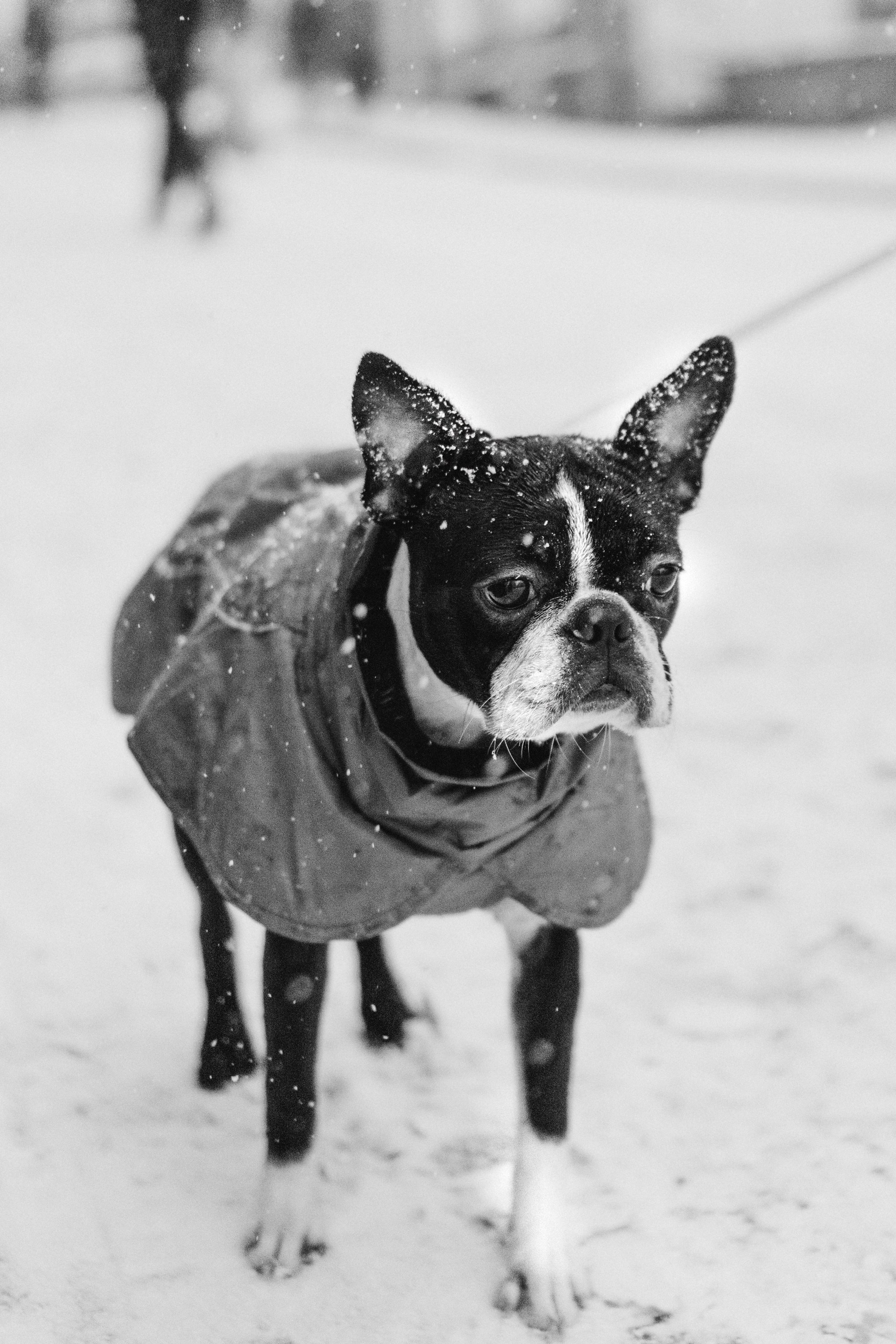 Dog Street Photography in Estonia. Kat Laisaar — Pet photographer in Tallinn