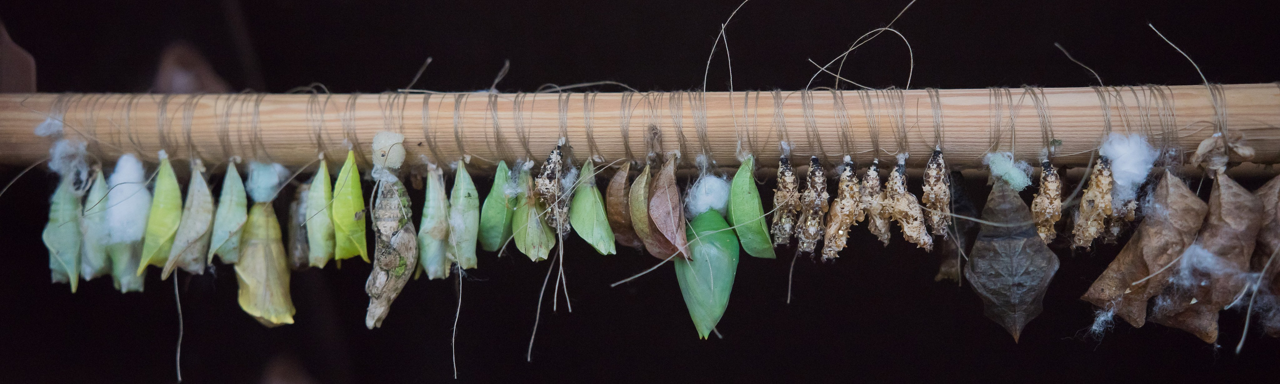 ~Animale si alte vietati~. Andreea Ivan art-Fotograf Constanta, Fotograf profesionist Constanta, Fotograf de nunta Constanta, botez, sedinte foto cu tematica, portret