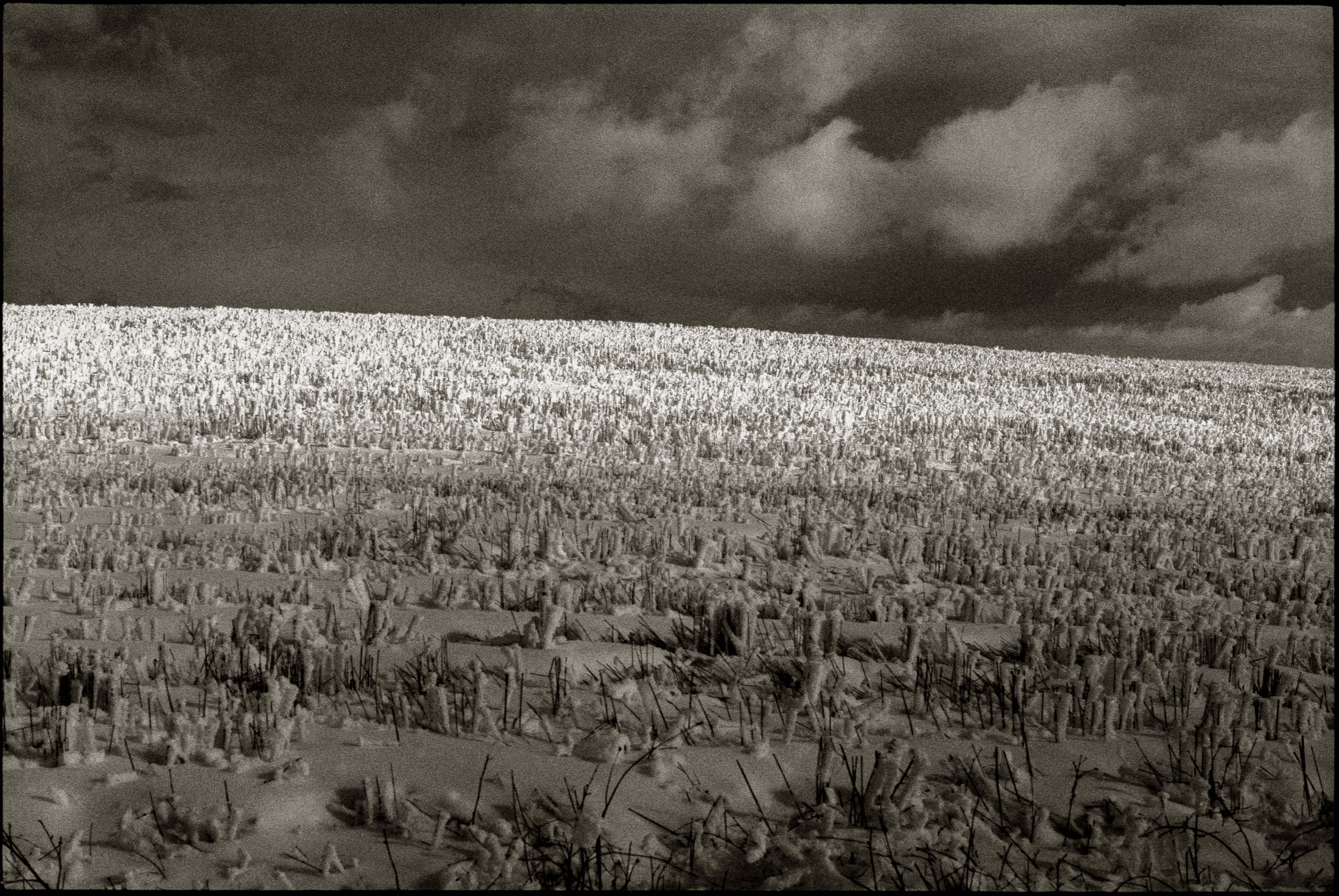 NATURE. Www.sananaleskerov.com