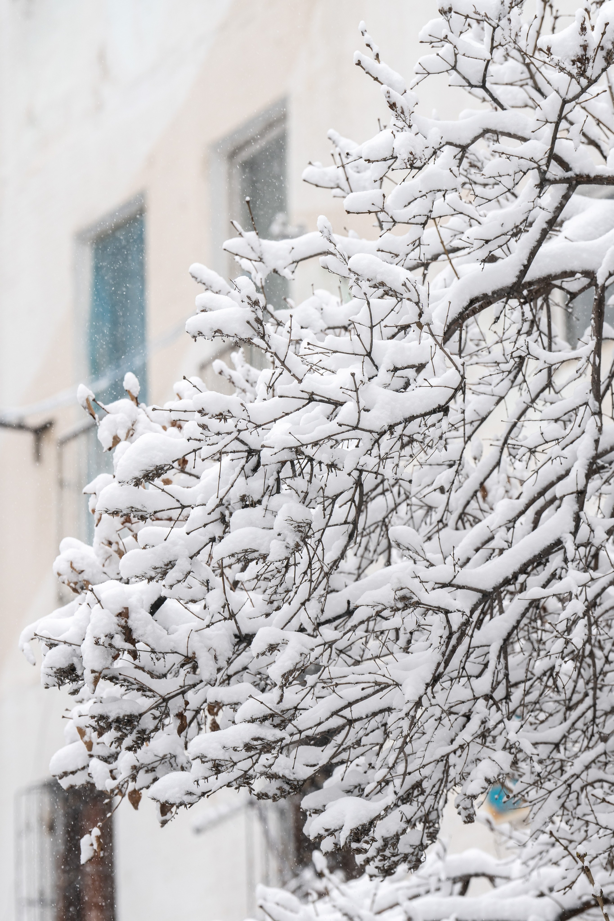Снег. Георгий Намазов | Фотограф в Ташкенте