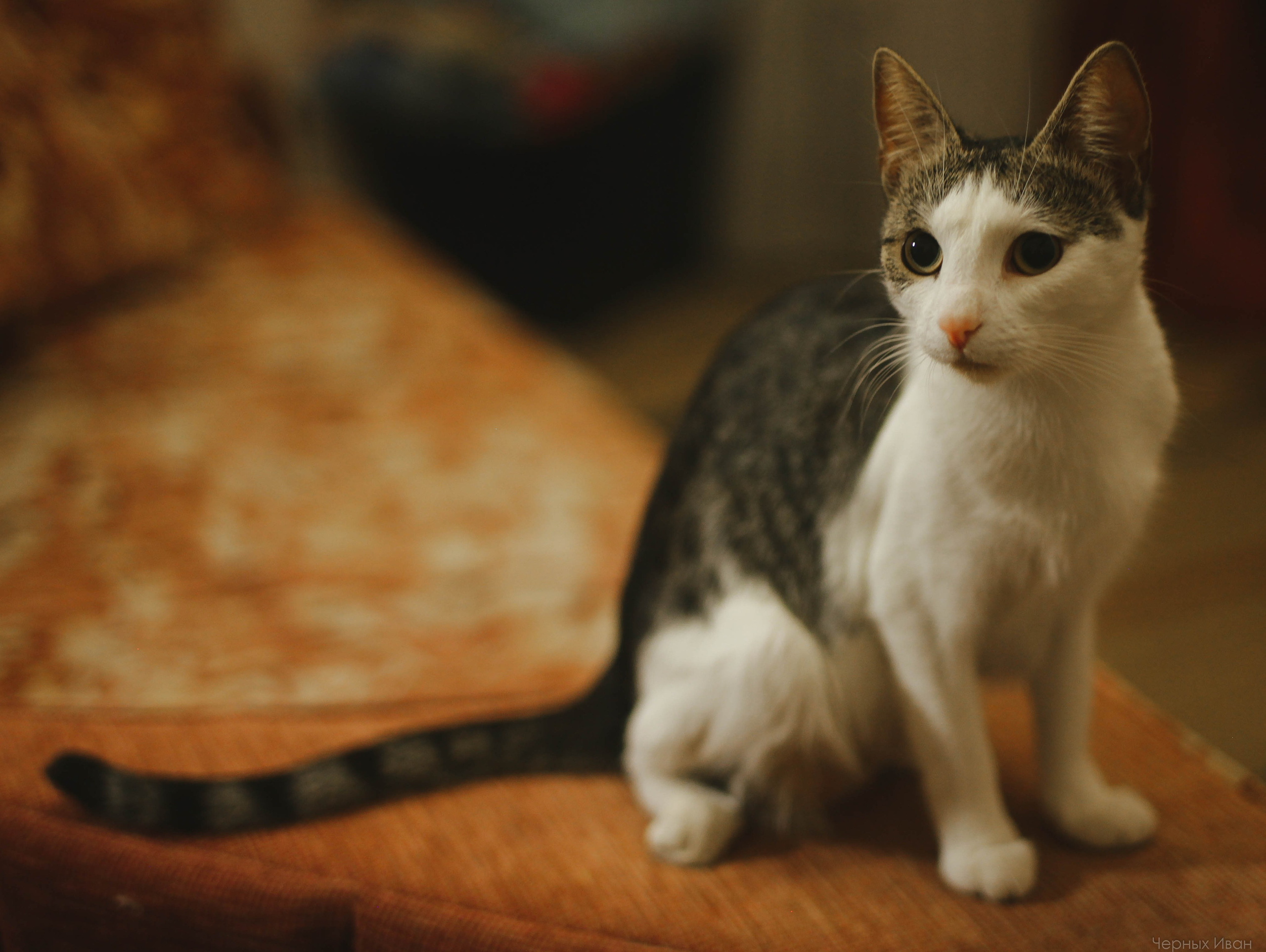 Кот шпедингера. Стрит-фотография, полная абсурда, идиотизма и красоты