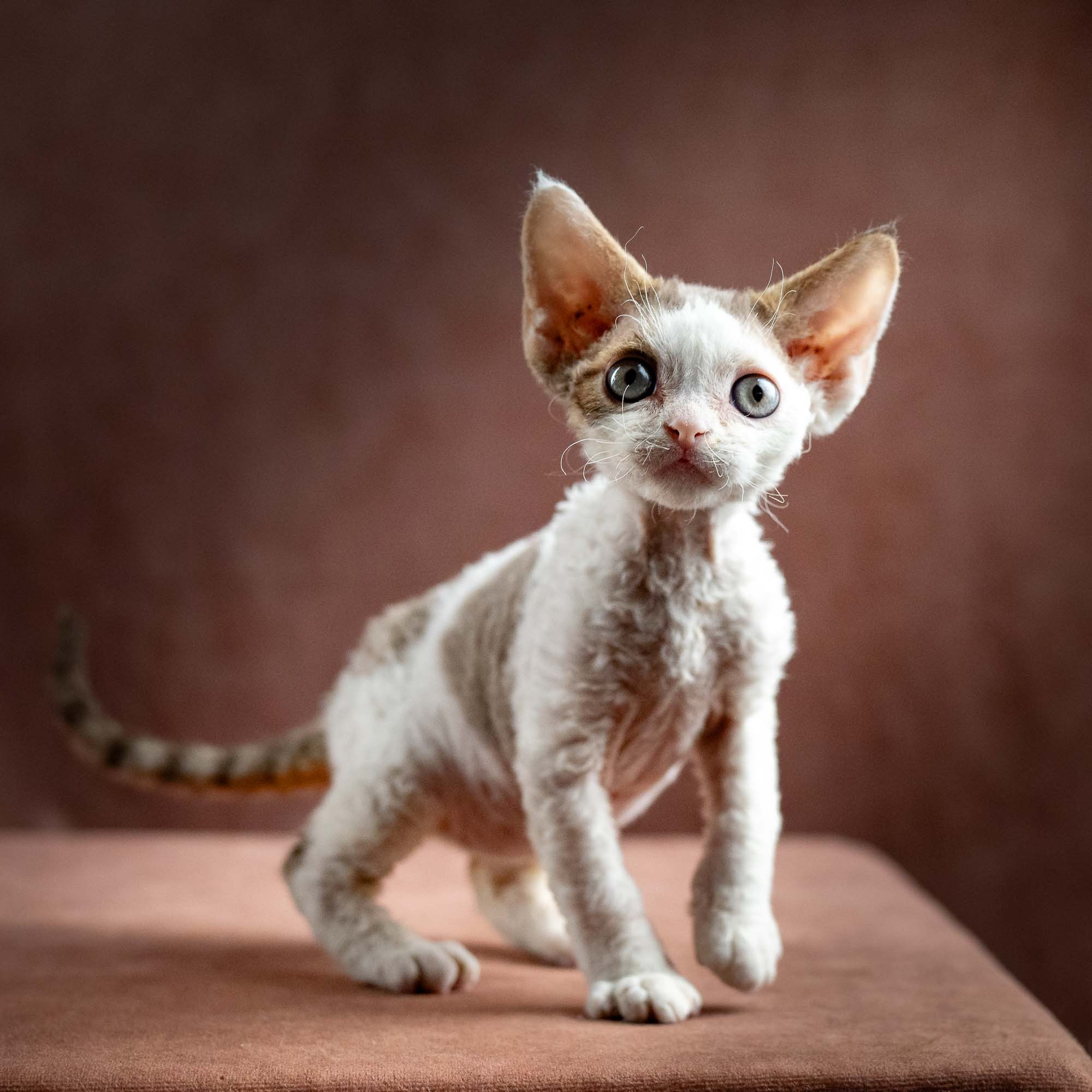 Hector,  boy, born 04.20.25. Devon Rex Pixie Cattery