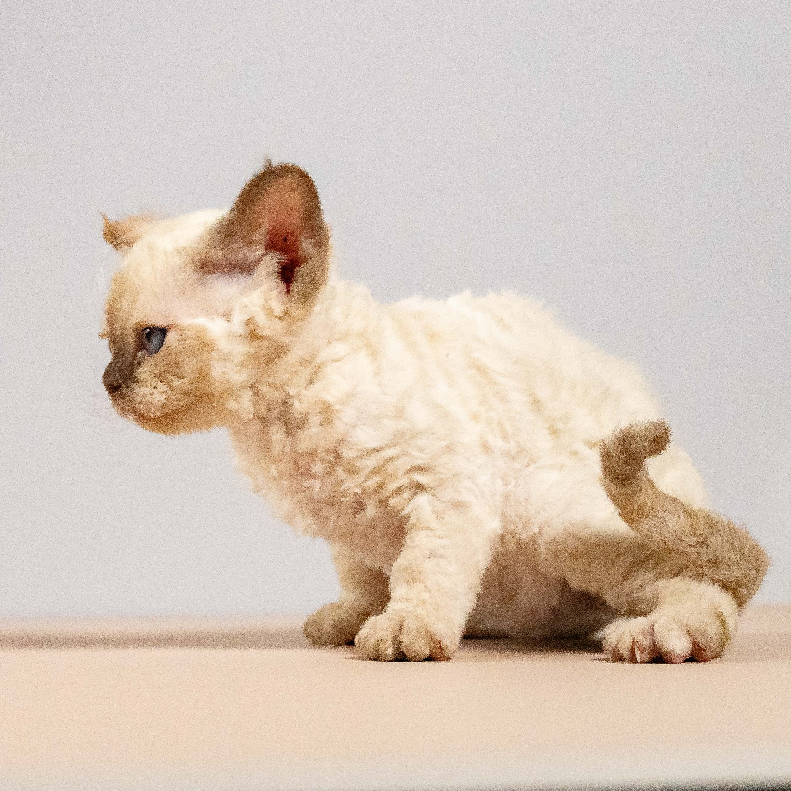 Luna, girl, born 12.20.2025. Devon Rex Pixie Cattery