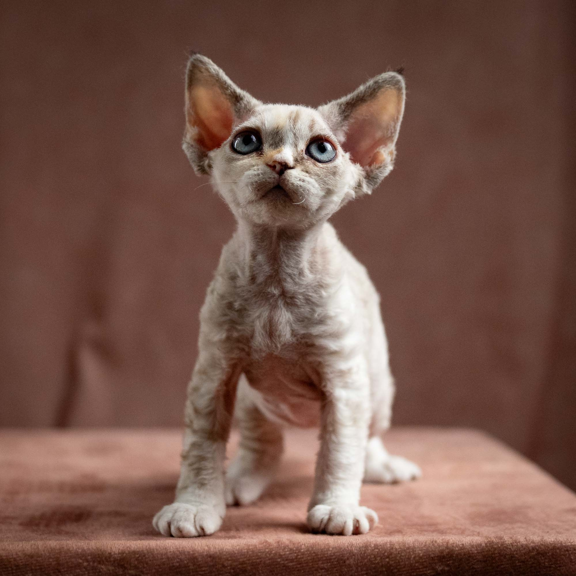 Nova, girl, born 01.17.26. Devon Rex Pixie Cattery