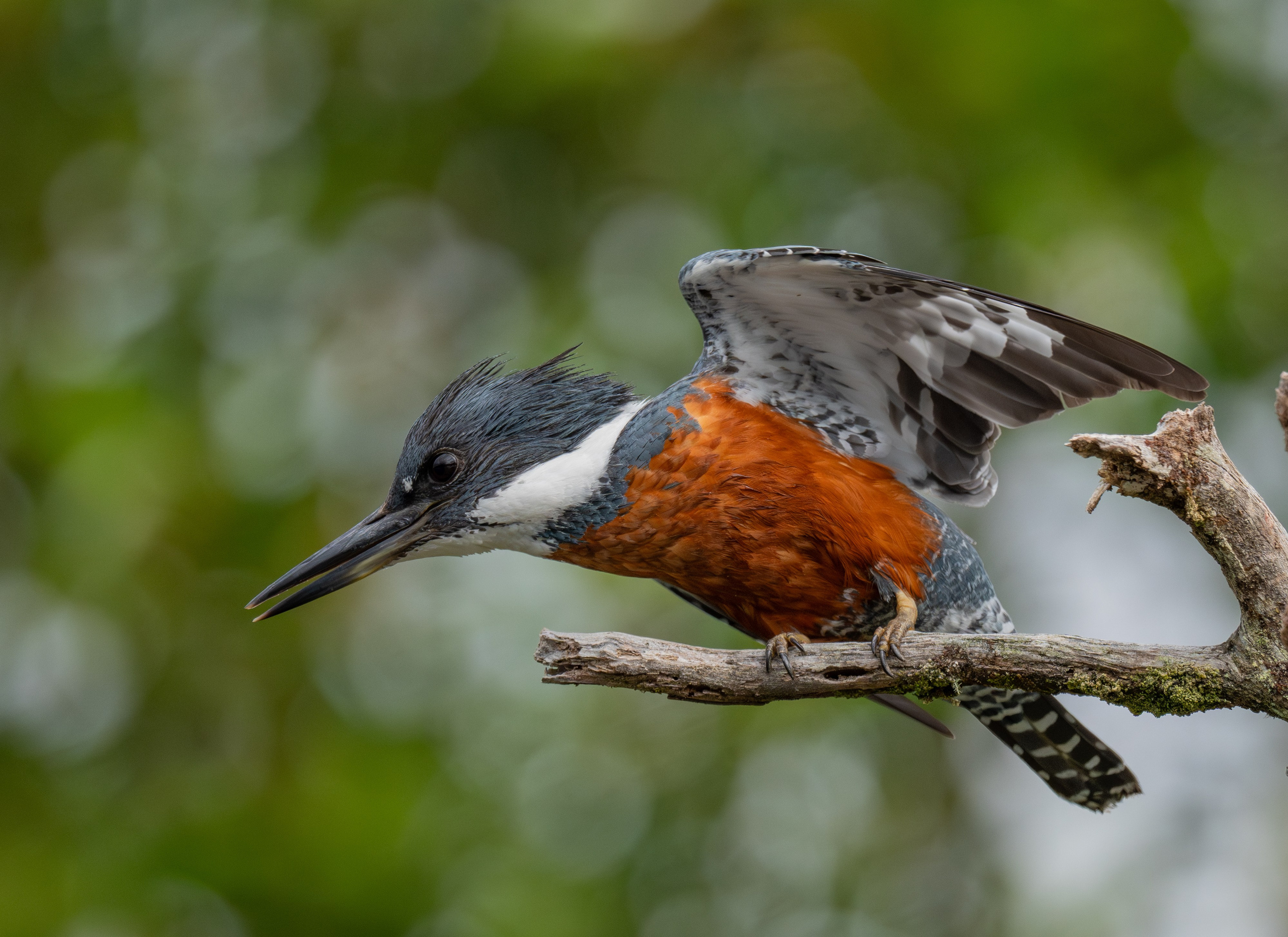 Martín Pescador. Nature photographer Yuri Soria-Galvarro