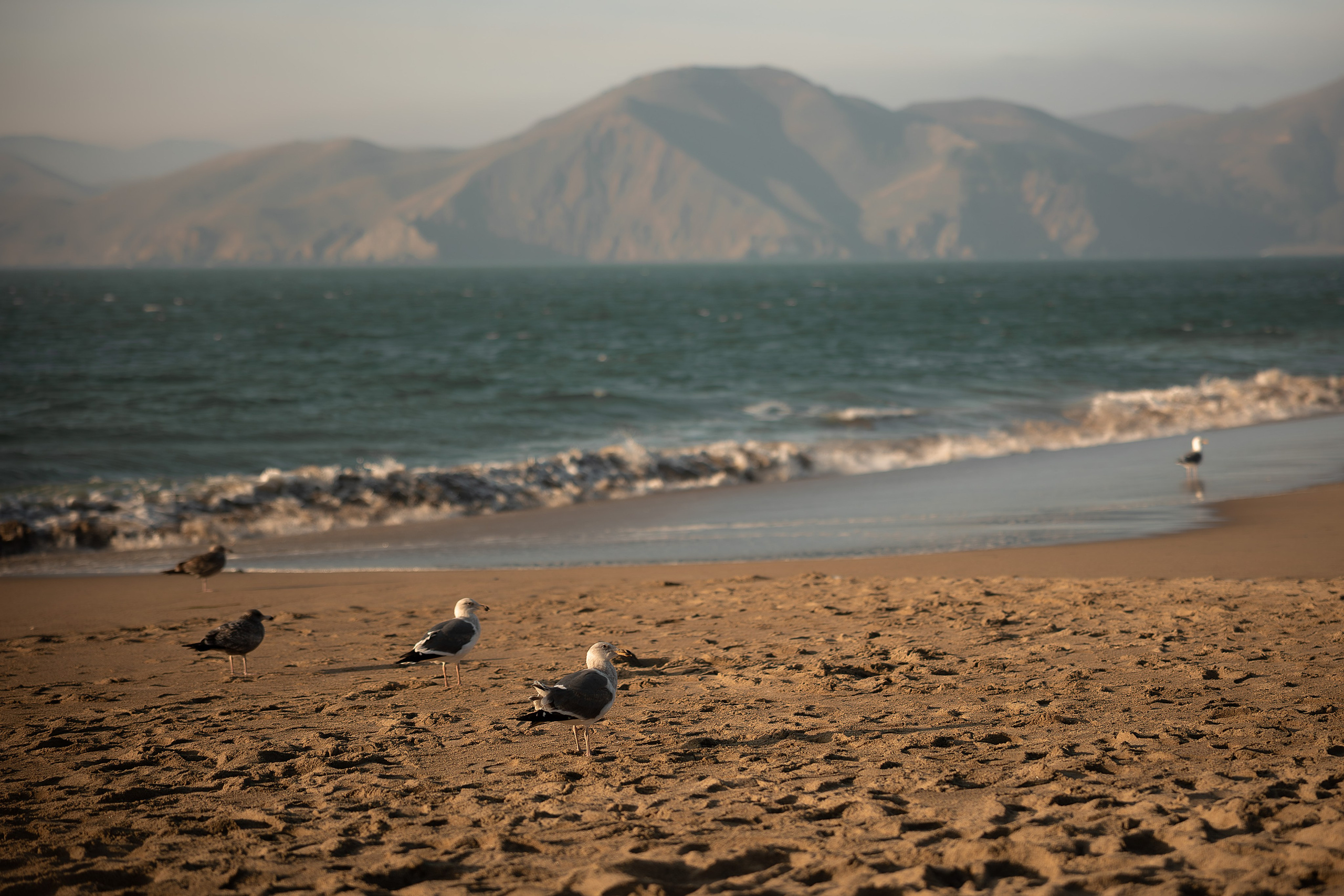 COUPLES. Couples & Families photographer in Bay Area, San Jose, California