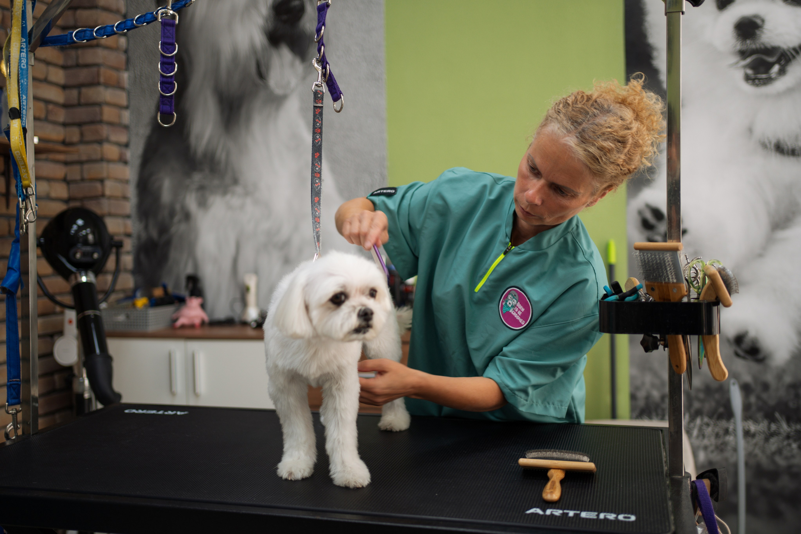 PetGroom Timisoara. Cozac Cristian Photographer