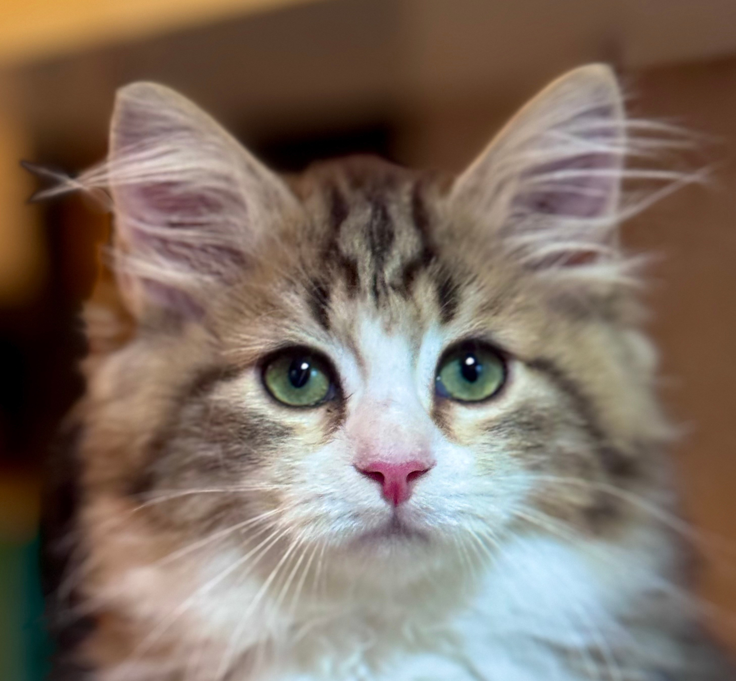 LEMON GREEN SIBERIANS LITTER OTMA