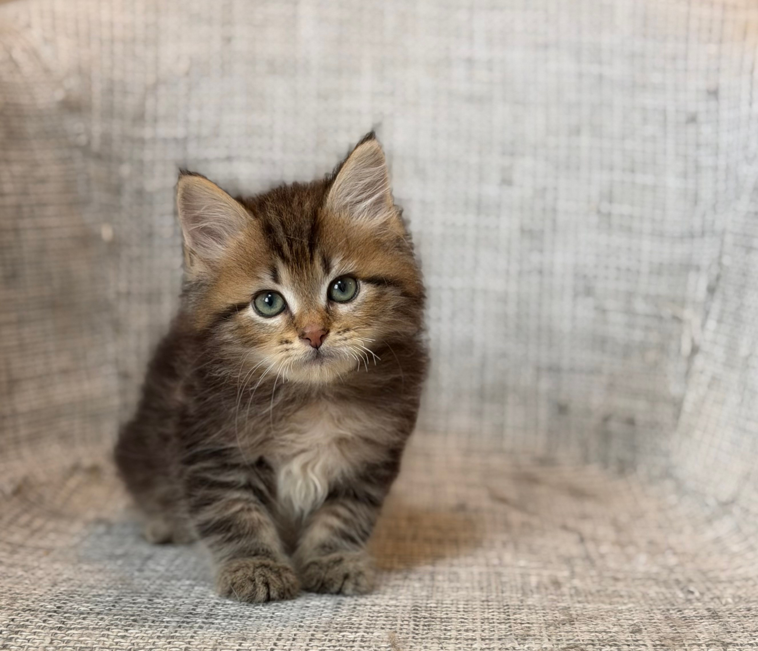 Flora Brown Tabby Female
