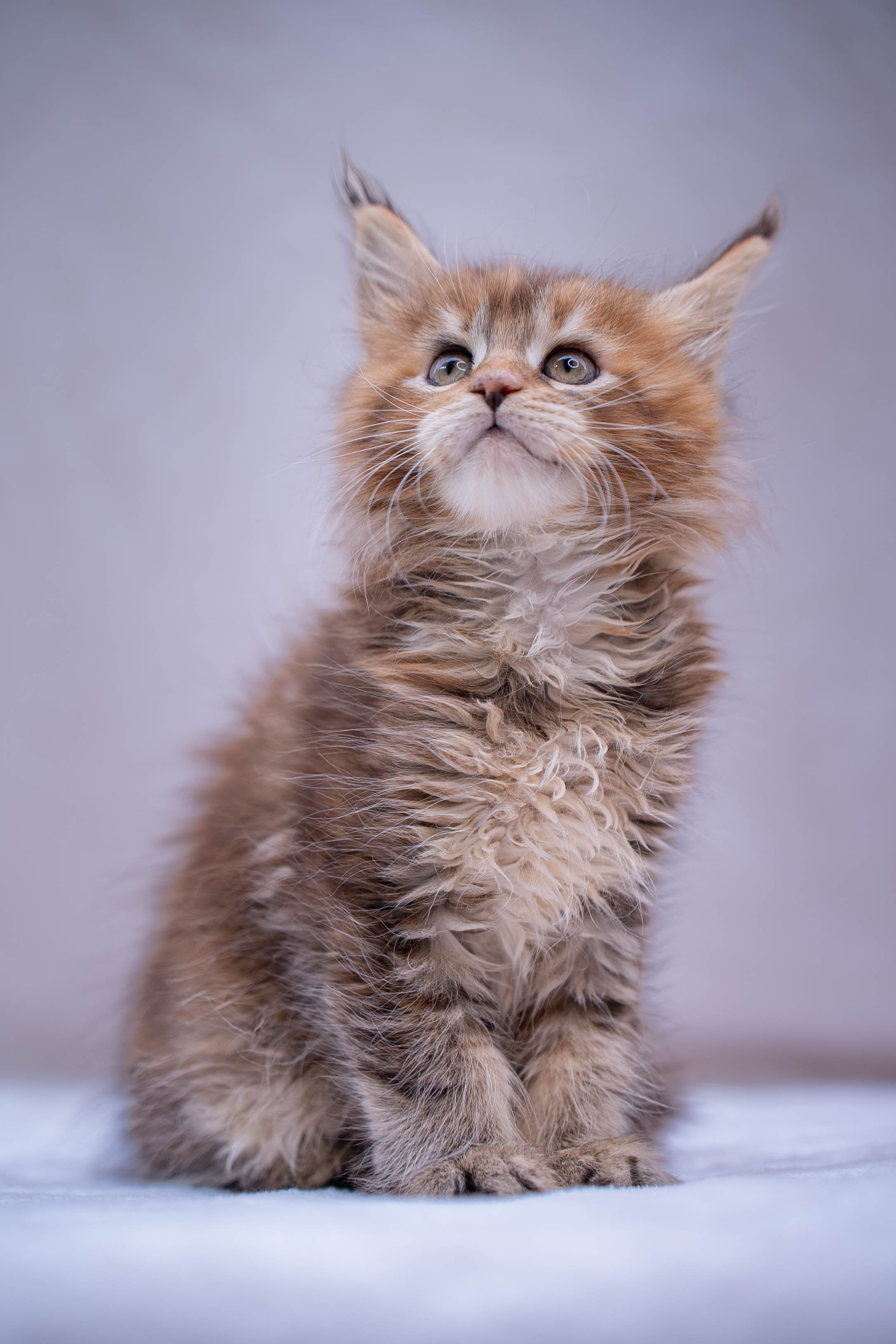 Senator Patricia. Senator Cat — Maine Coon cattery