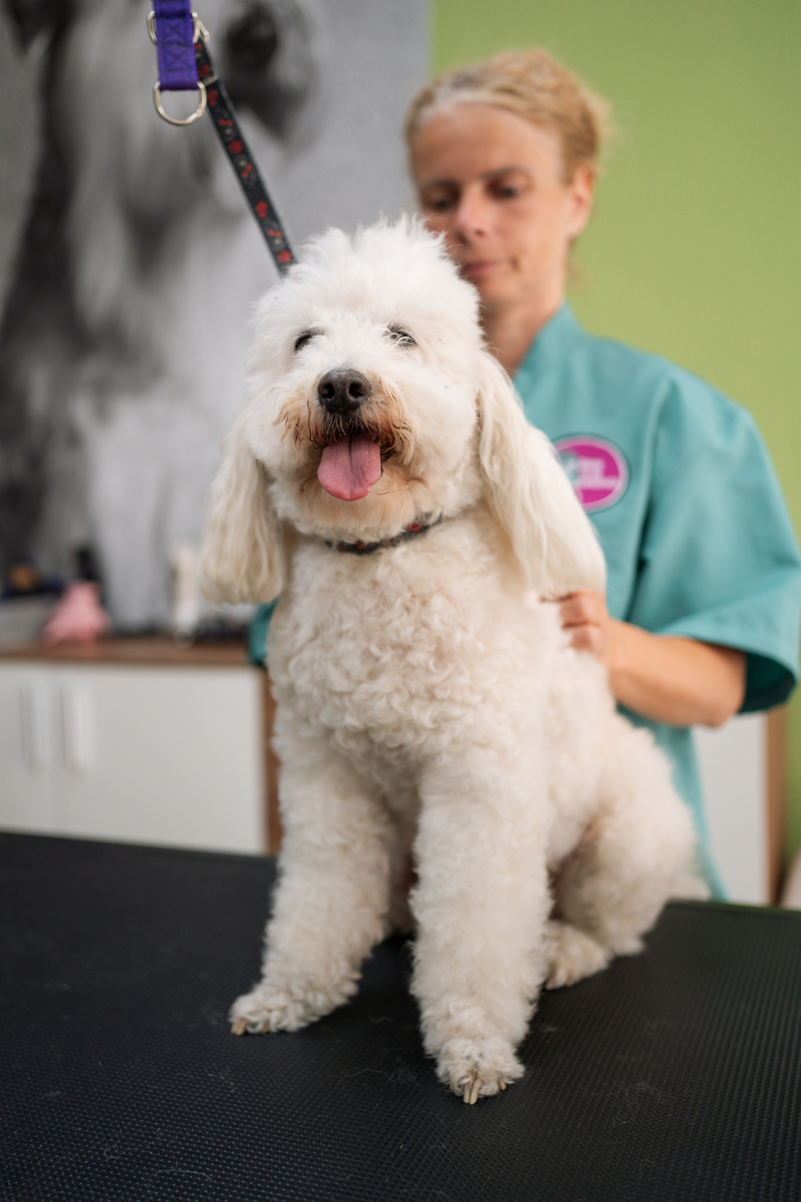 PetGroom Timisoara. Cozac Cristian Photographer