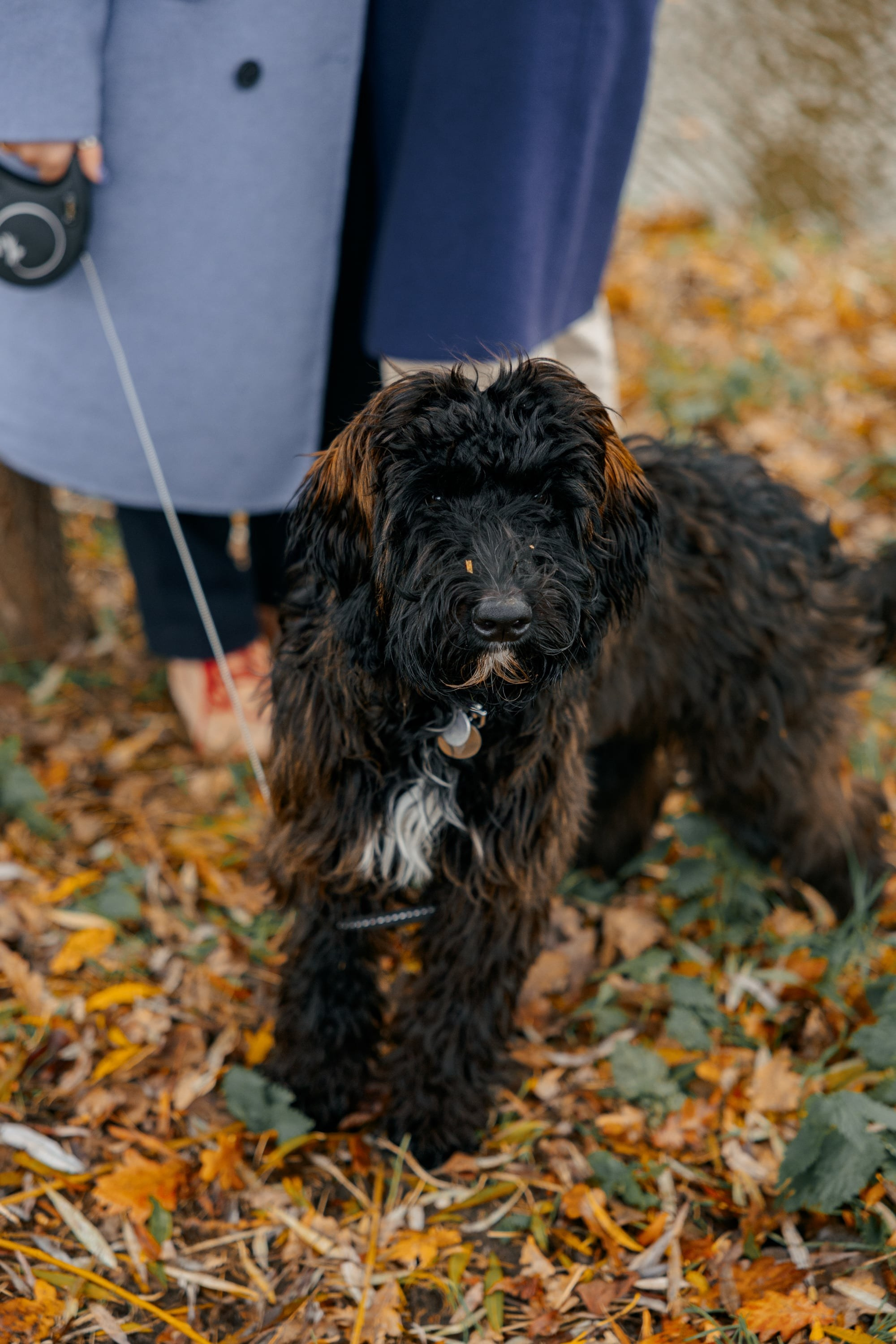Pet Photoshoot in Spijkenisse | Rotterdam. Romantic & Soulful Photography by Natalia Olhova in Rotterdam