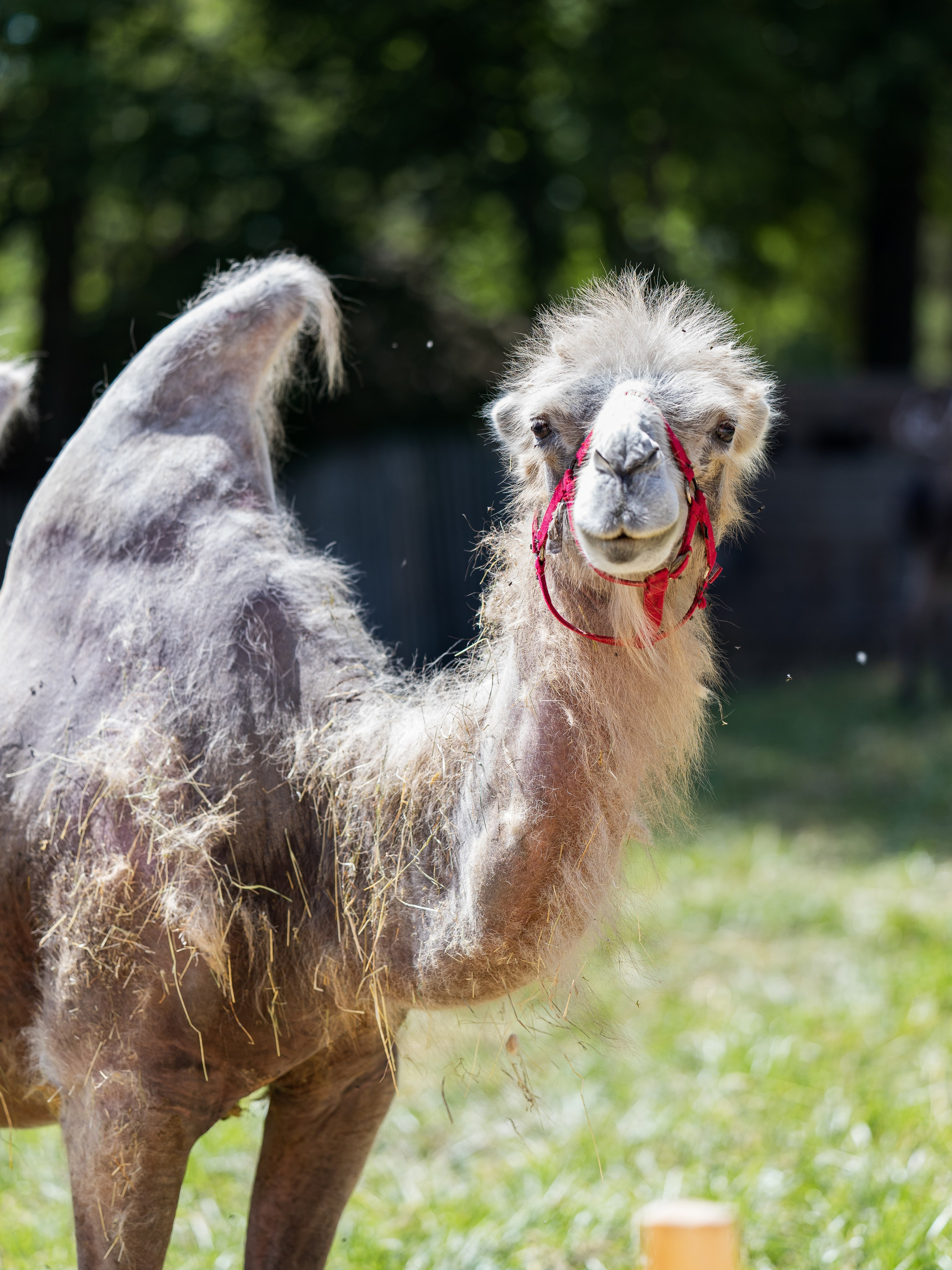 Grandes Médiévales d’Andilly. Photographe à Genève - Eugenia Andres