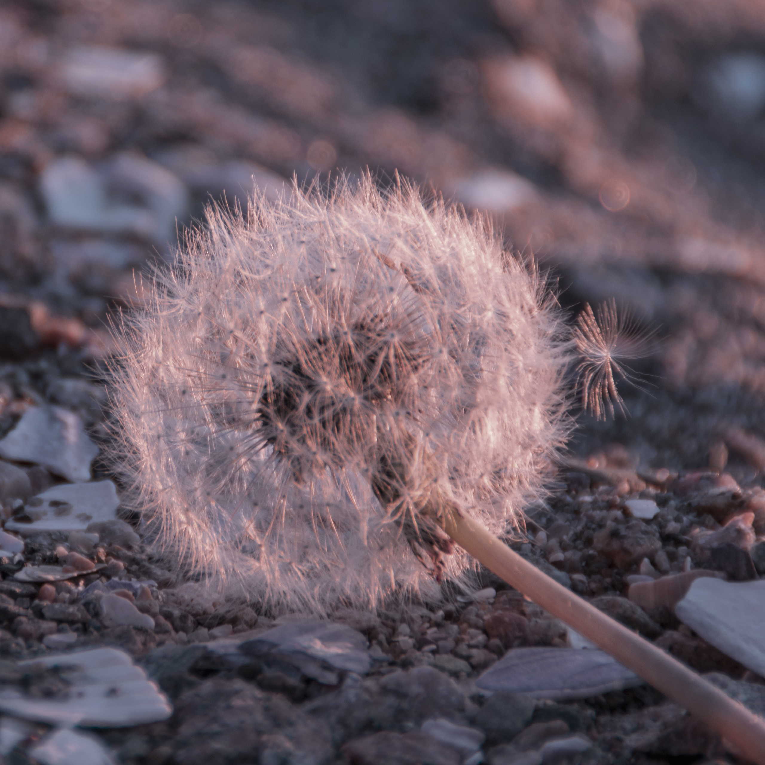 Portfolio. Photographer in Sotenäs municipality. Fotograf i Sotenäs kommun