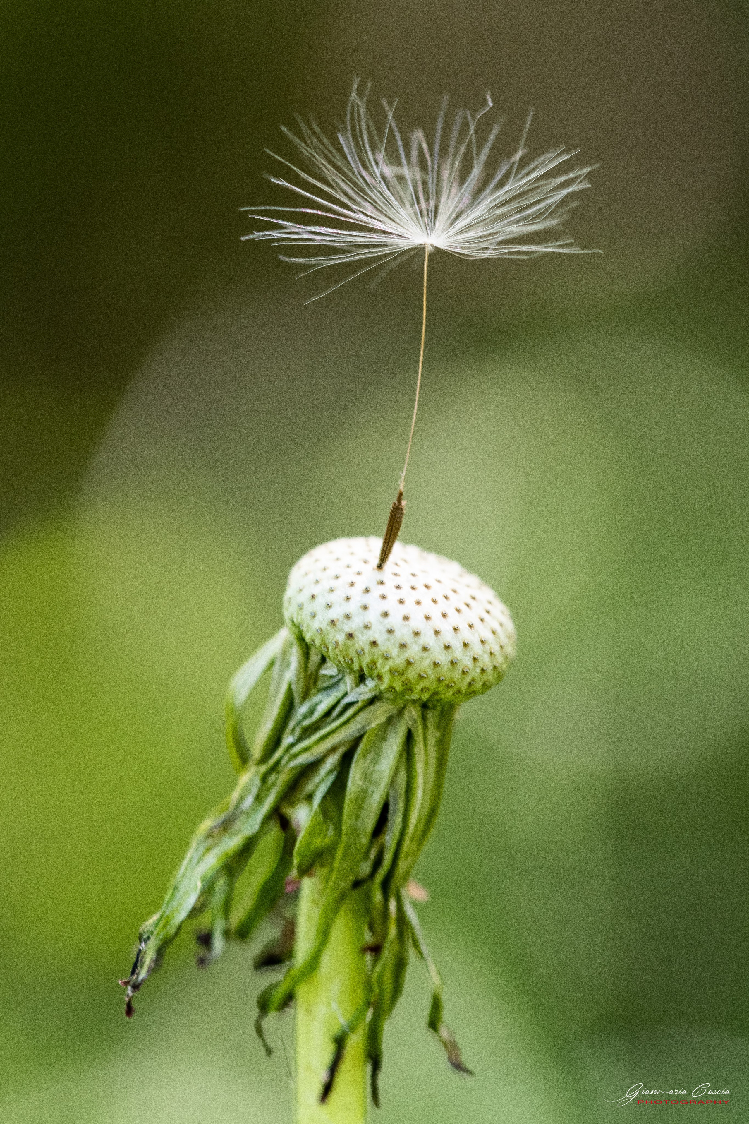 “Gianmaria Coscia fotografo per passione”