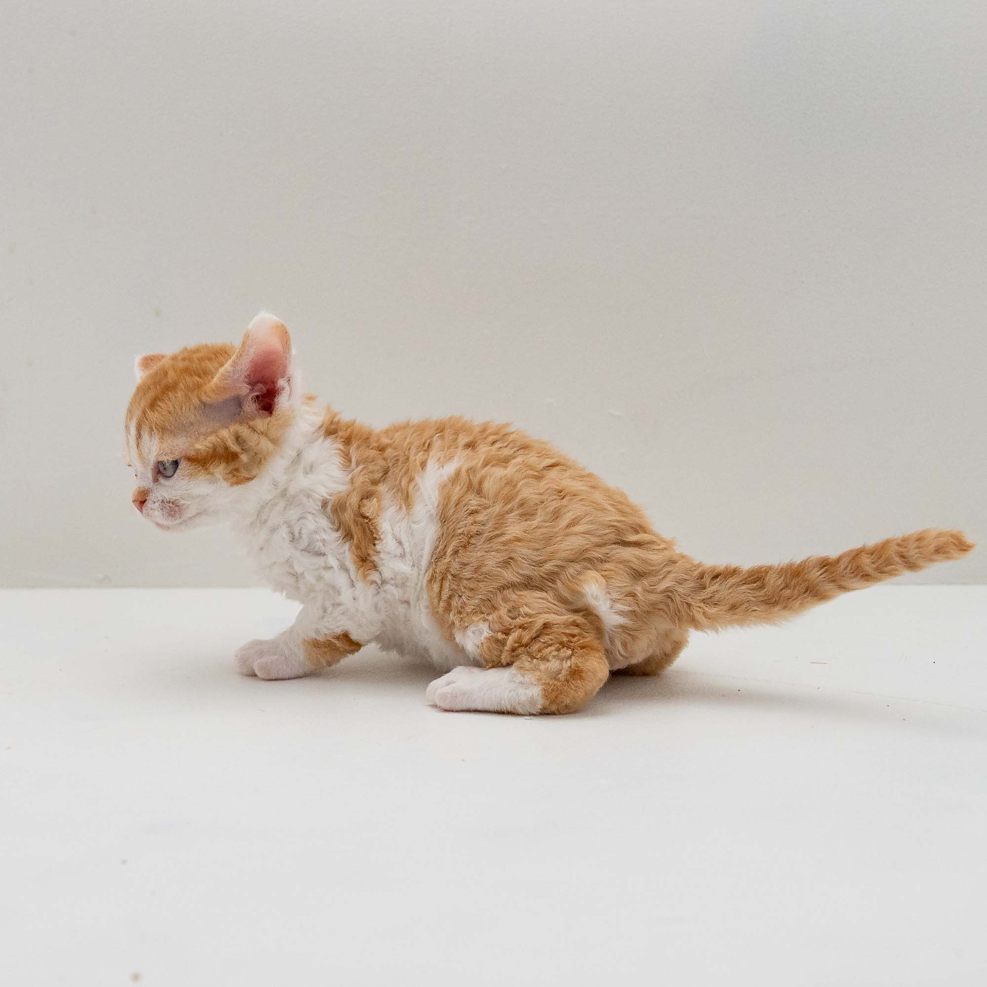 Gary,  boy, born on 01.18.25. Devon Rex Pixie Cattery
