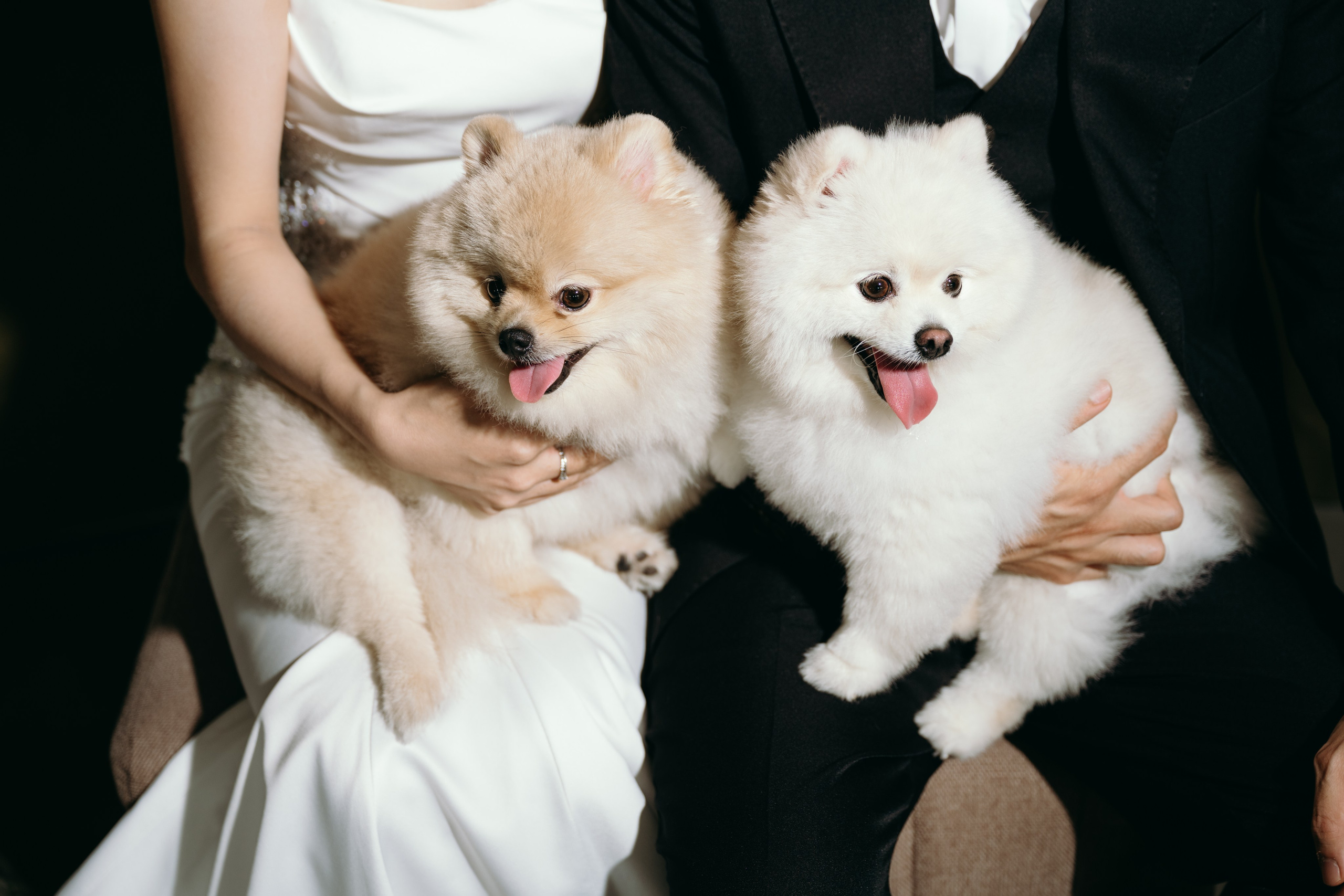 N.A wedding photoshoot in studio