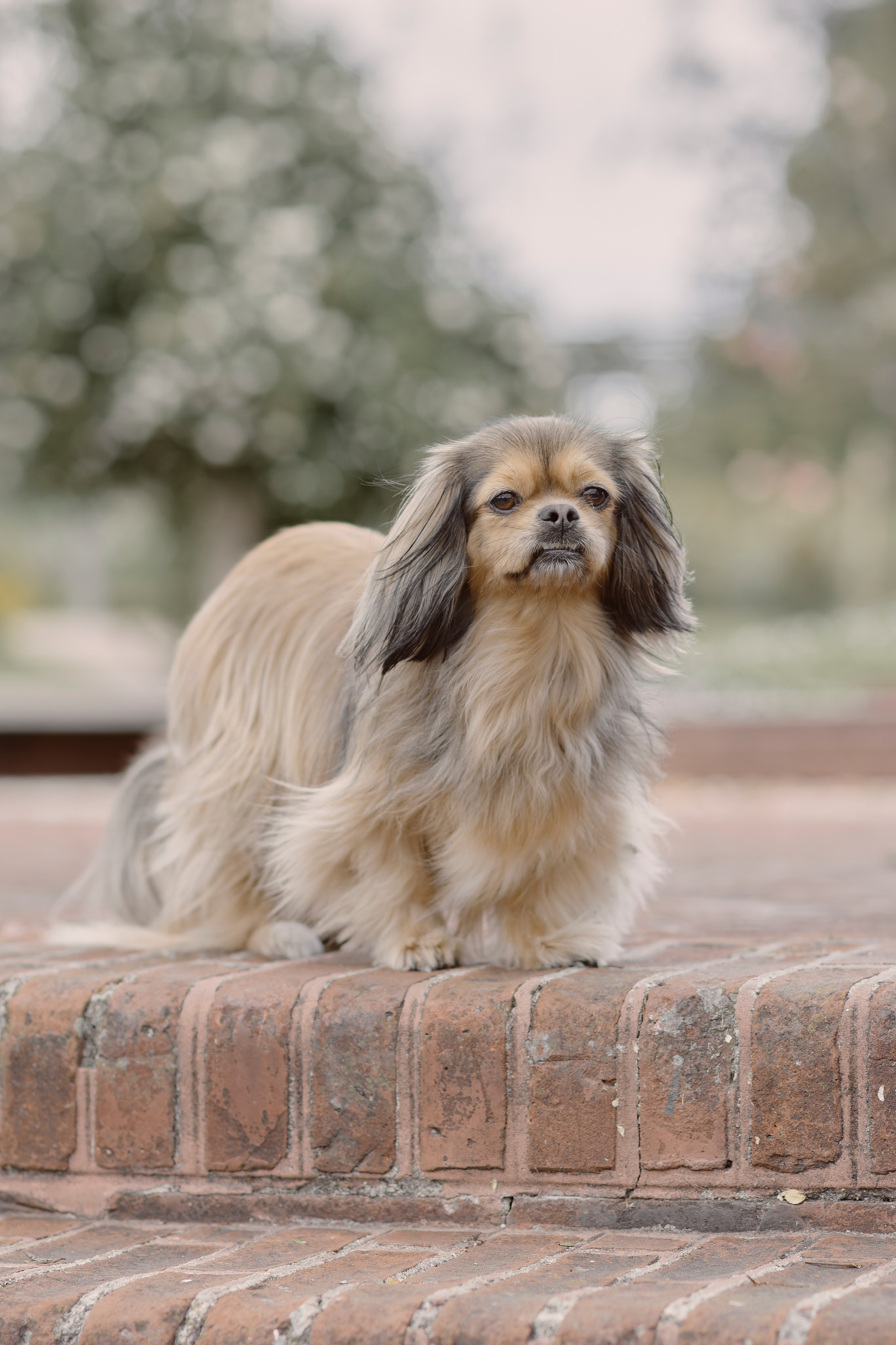 Enrique & Cindy. Valssy – Fotografía de mascotas en Uruguay. Retratos profesionales de perros y gatos