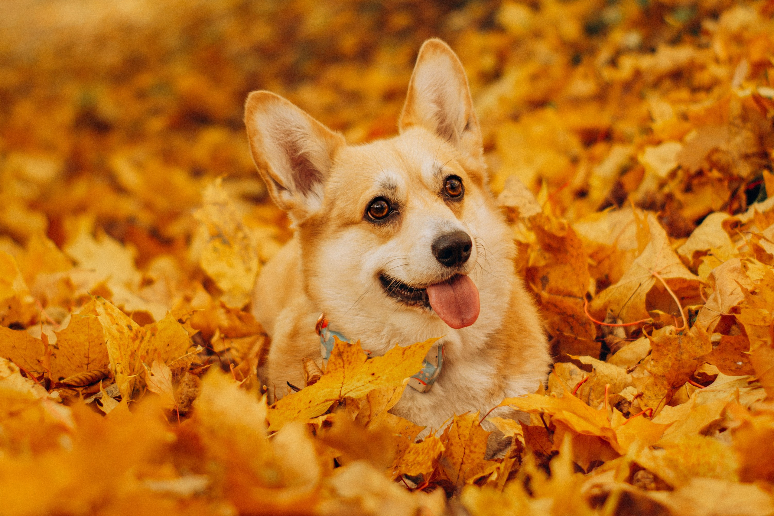 Irina and her Teffy, Pembroke Welsh Corgi. Kat Laisaar — Pet photographer in Tallinn