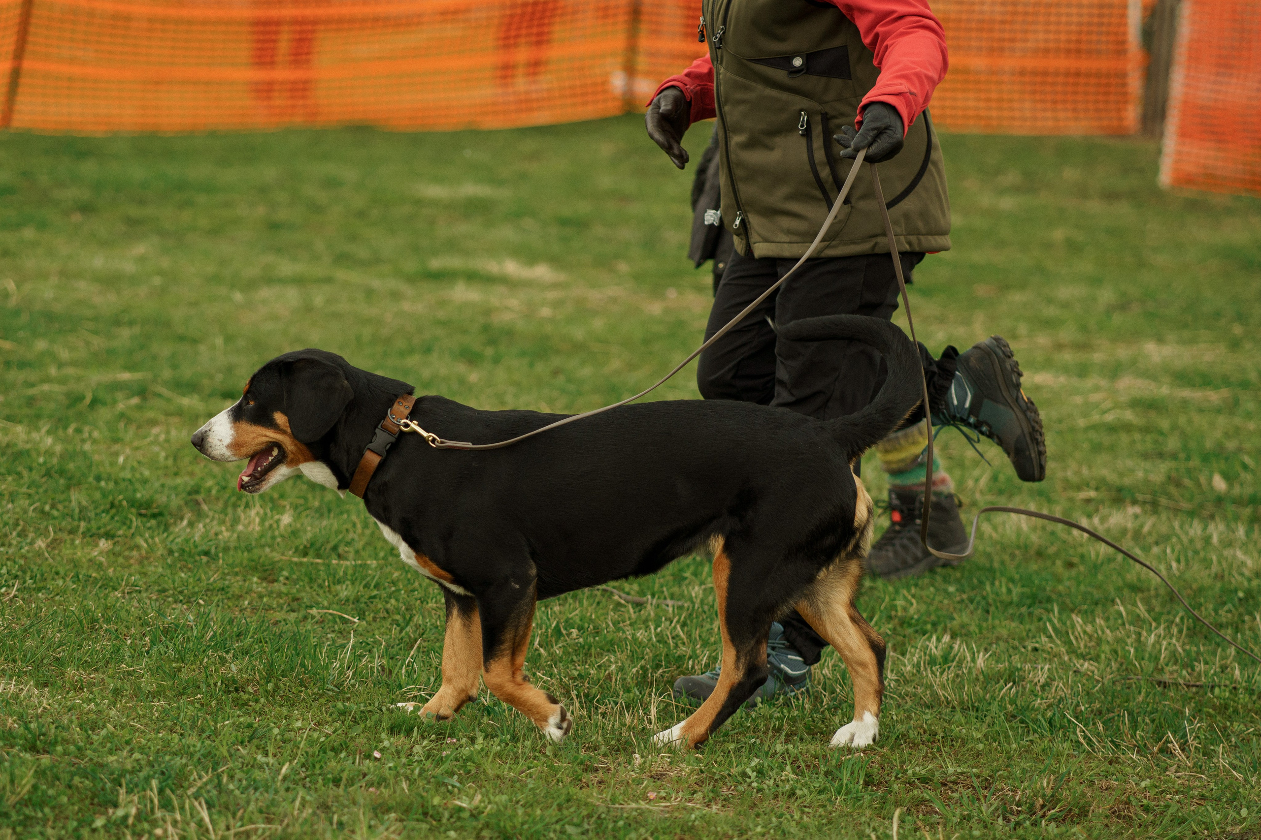 Herding Days, 26 apr. 2025. Kat Laisaar — Pet photographer in Tallinn