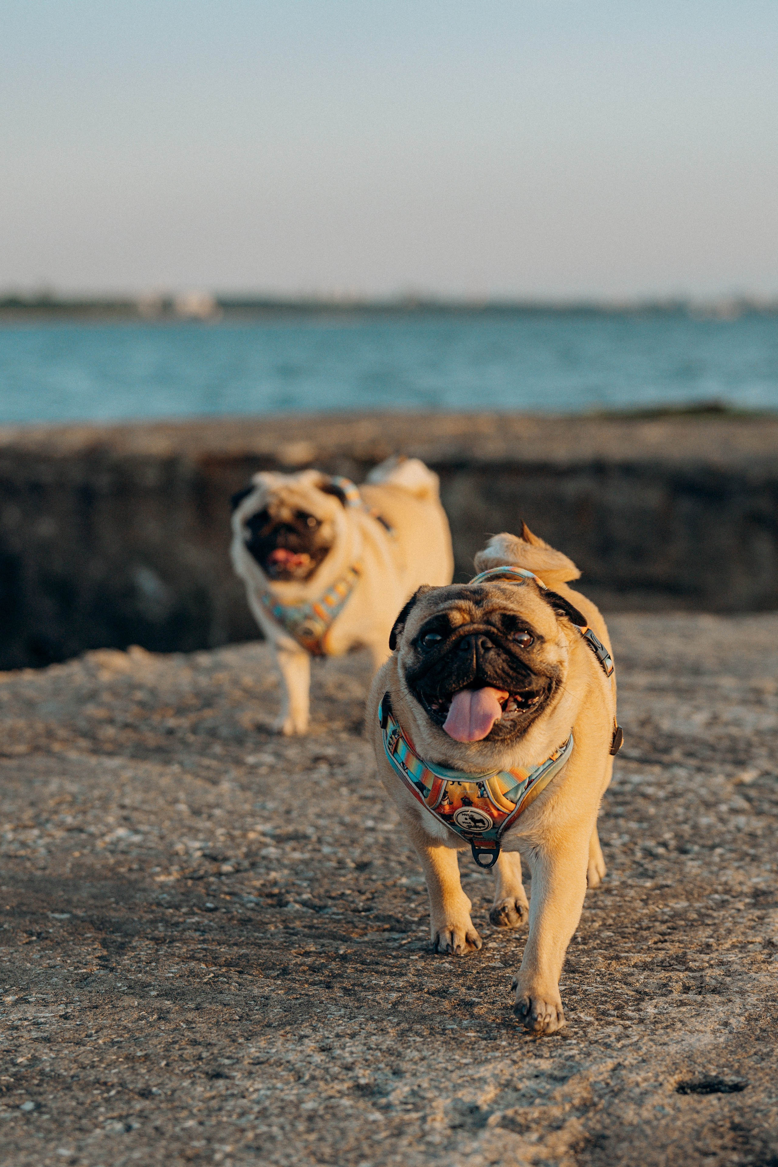 Frank, Tony, Katerina & Lev. Kat Laisaar — Pet photographer in Tallinn