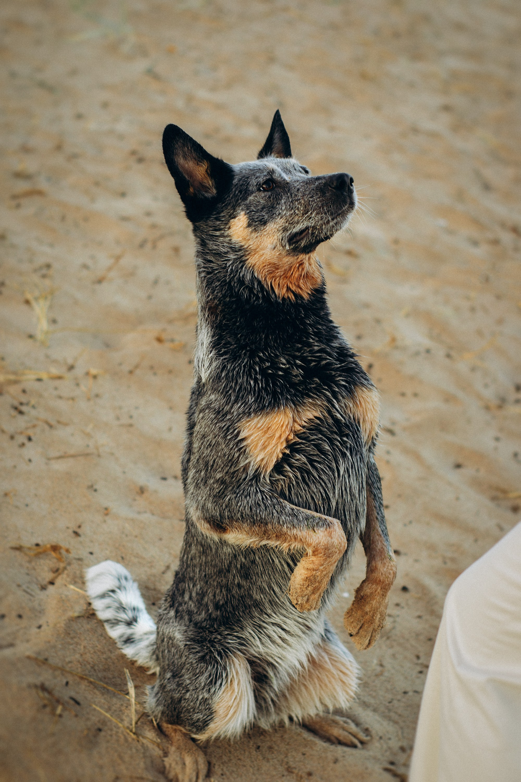 Dakota, Australian Cattle Dog. Kat Laisaar — Pet photographer in Tallinn