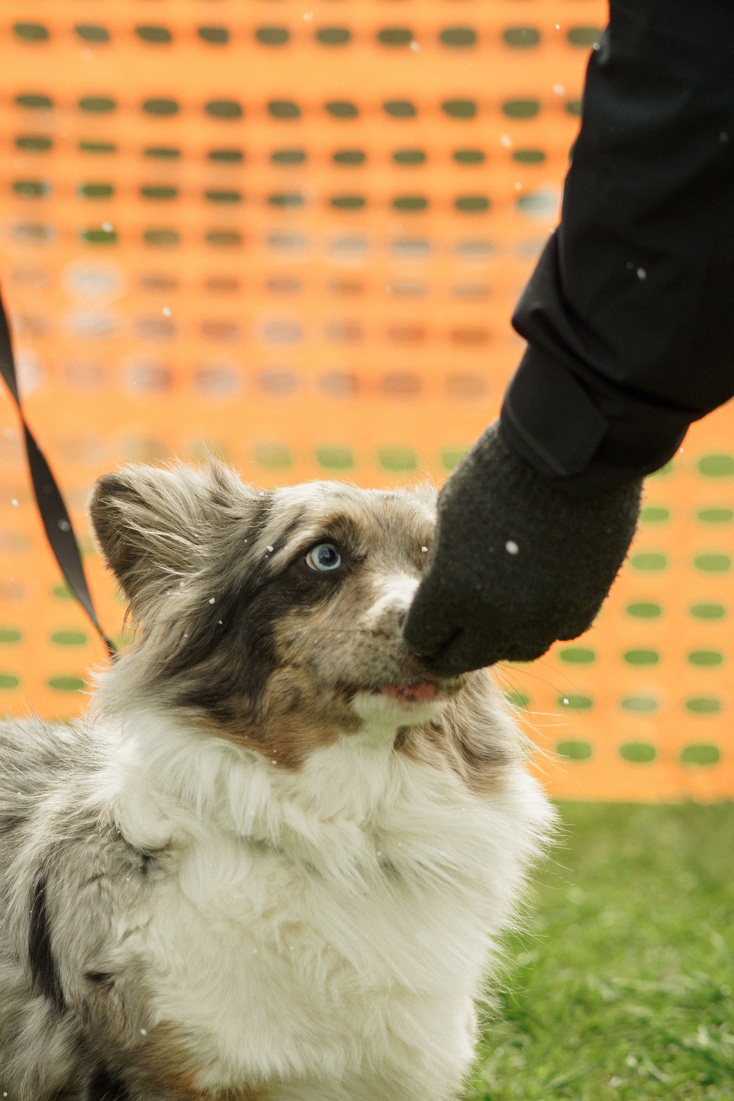 Herding Days, 26 apr. 2025. Kat Laisaar — Pet photographer in Tallinn