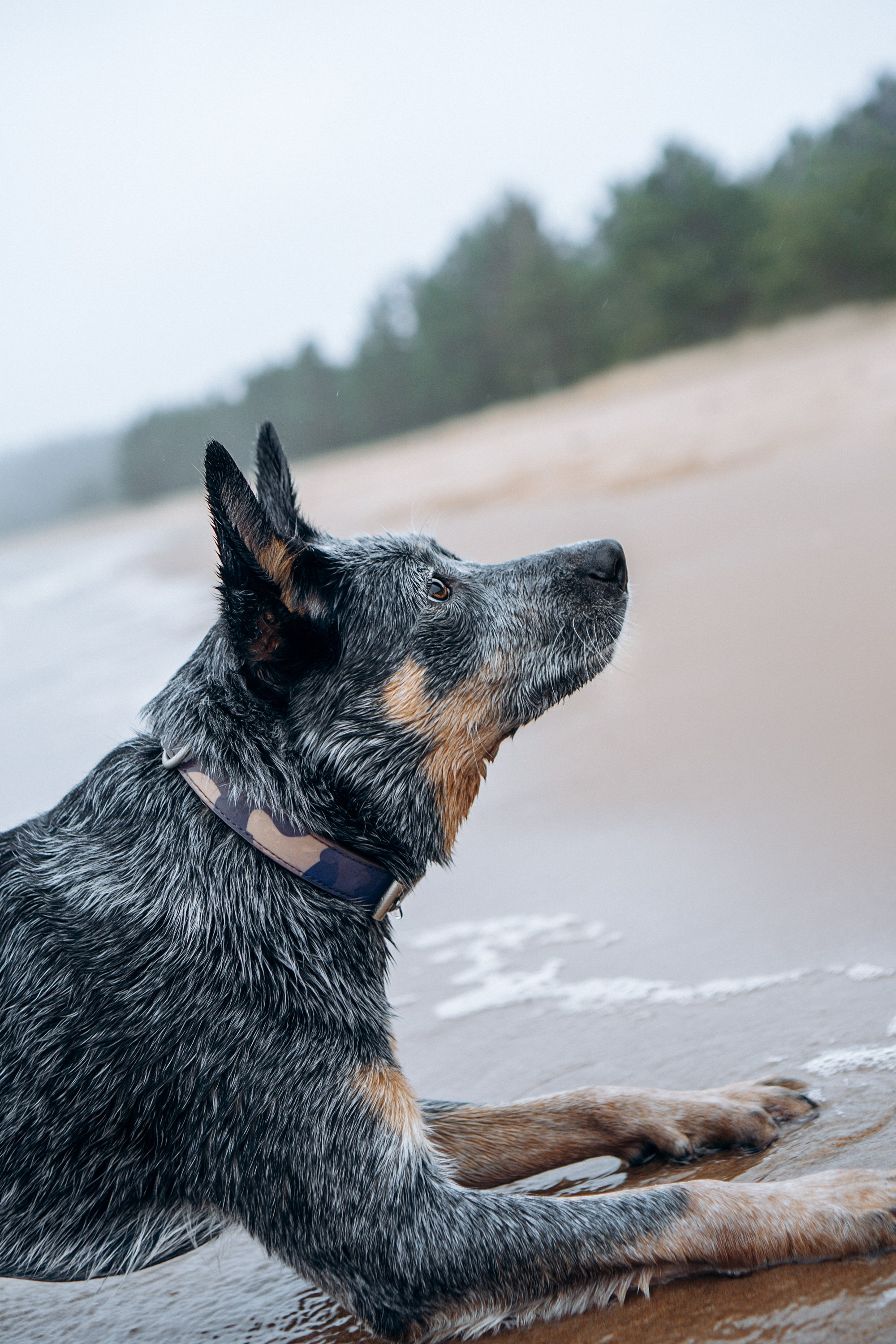 Polina and her Dakota, Australian Cattle Dog. Kat Laisaar — Pet photographer in Tallinn