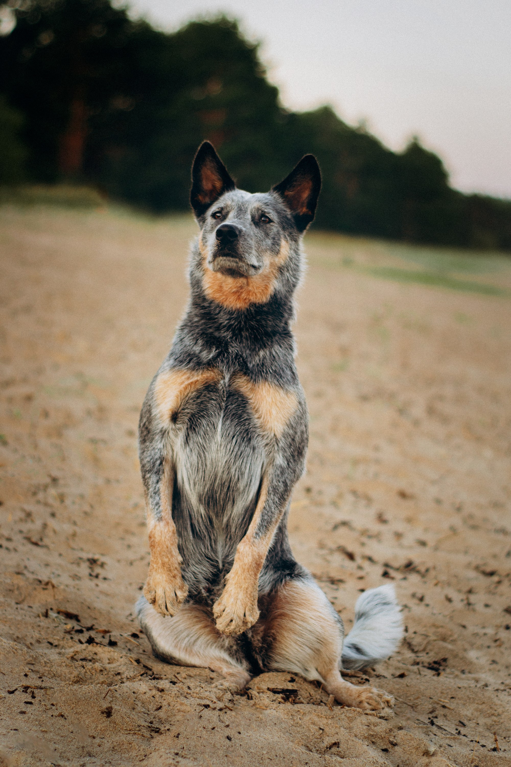 Dakota, Australian Cattle Dog. Kat Laisaar — Pet photographer in Tallinn