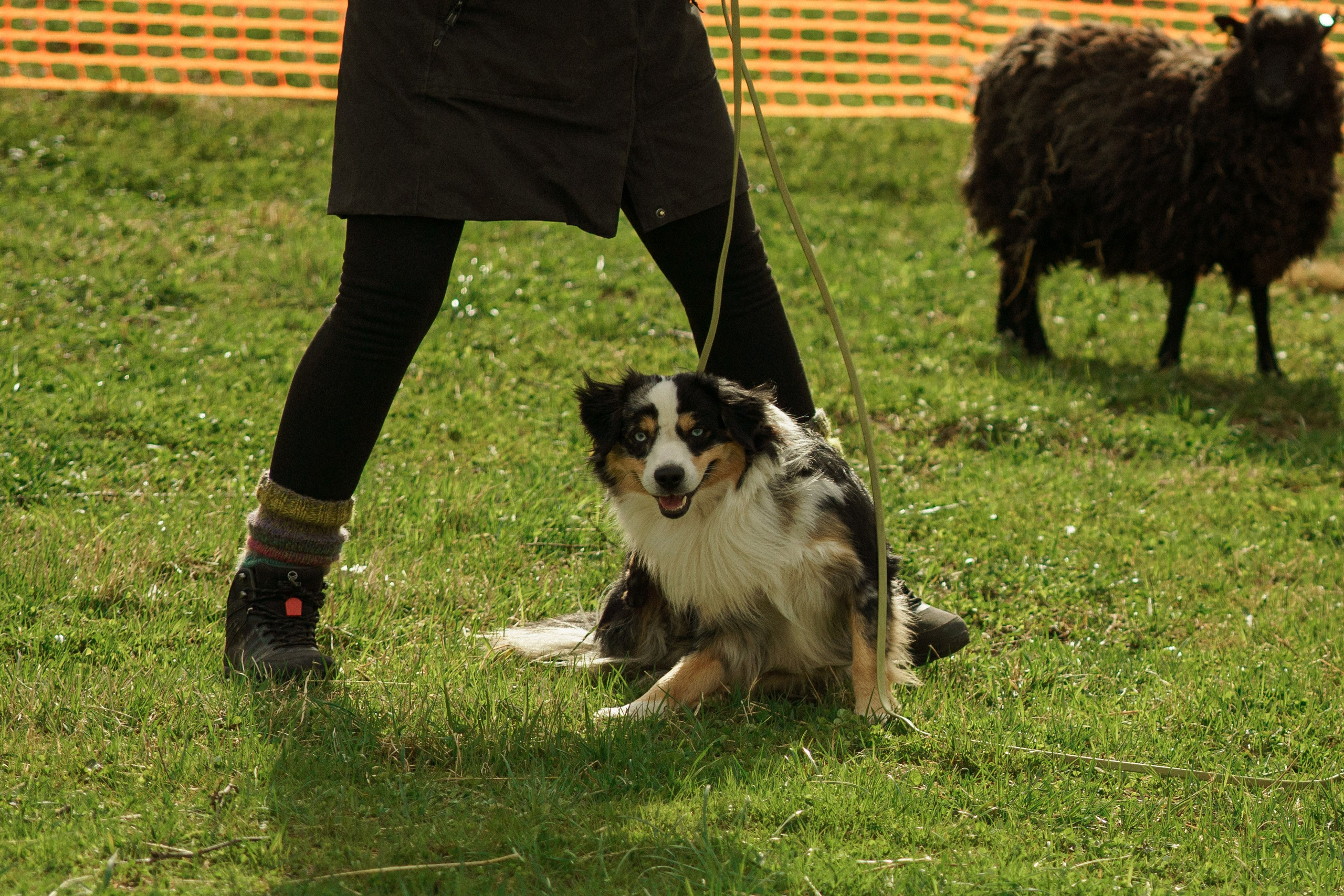 Herding Days, 26 apr. 2025. Kat Laisaar — Pet photographer in Tallinn