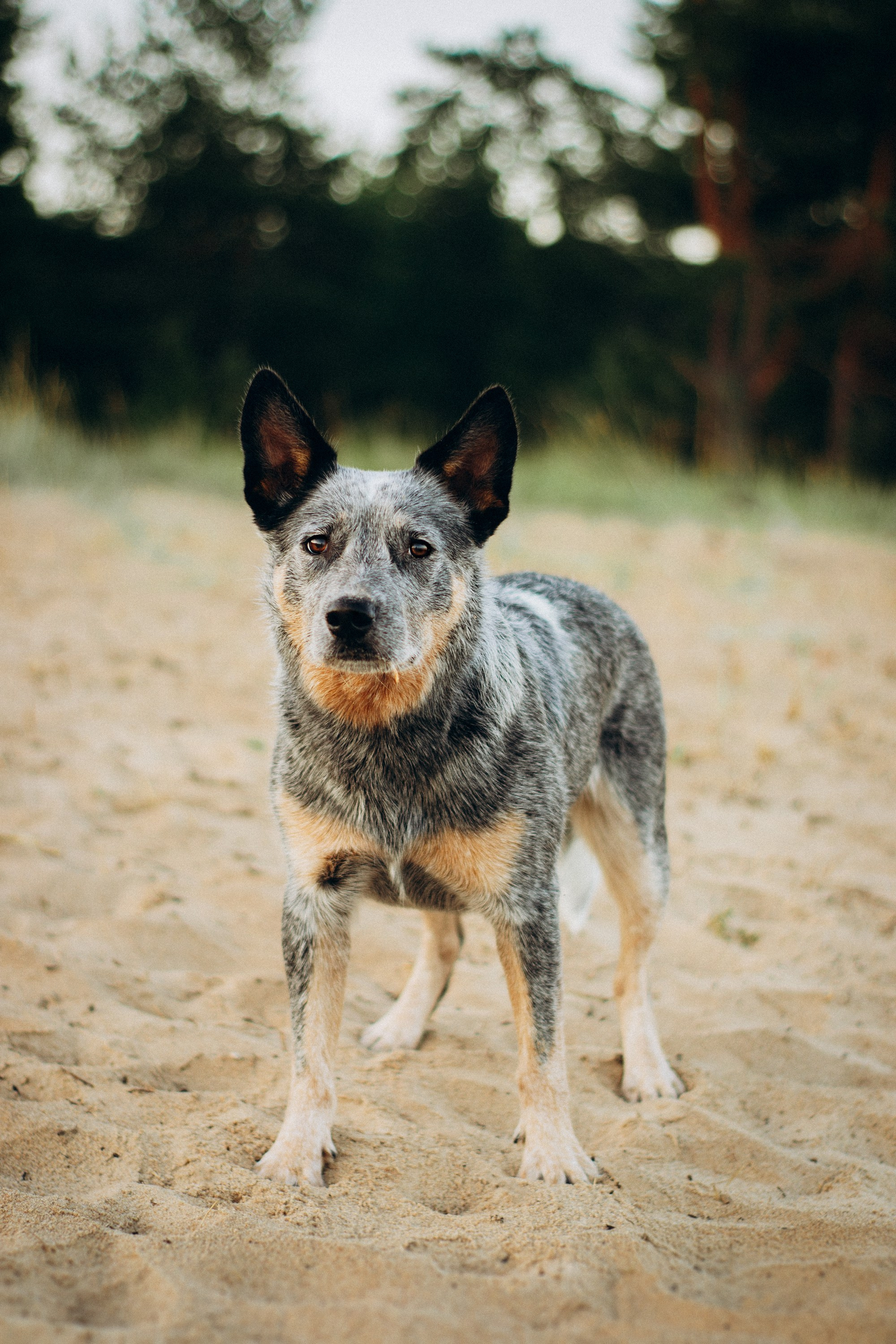 Dakota, Australian Cattle Dog. Kat Laisaar — Pet photographer in Tallinn