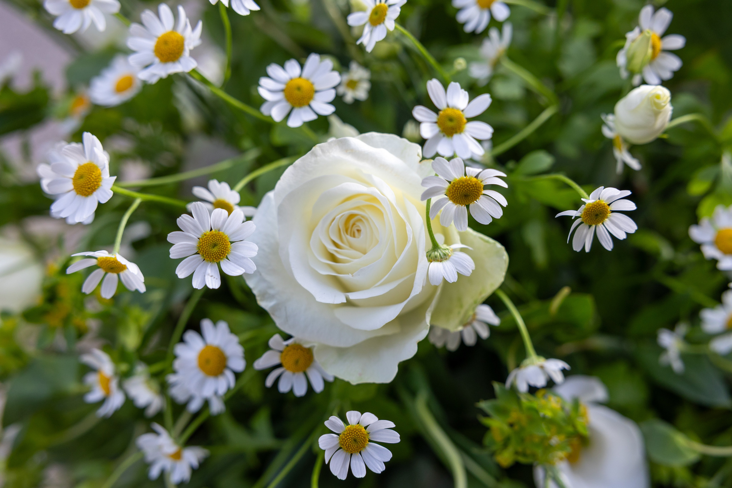 Opdag vores imponerende udvalg af begravelseskranser, herunder vores smukke Dekorative Kranse. En tidløs klassiker til den sidste afsked. Vi bruger sæsonens blomster i en høj og storslået dekoration, fastgjort på en smuk grøn thujakrans. Disse kranses mangfoldighed af blomster skaber en smuk scene på kirkegulvet. 