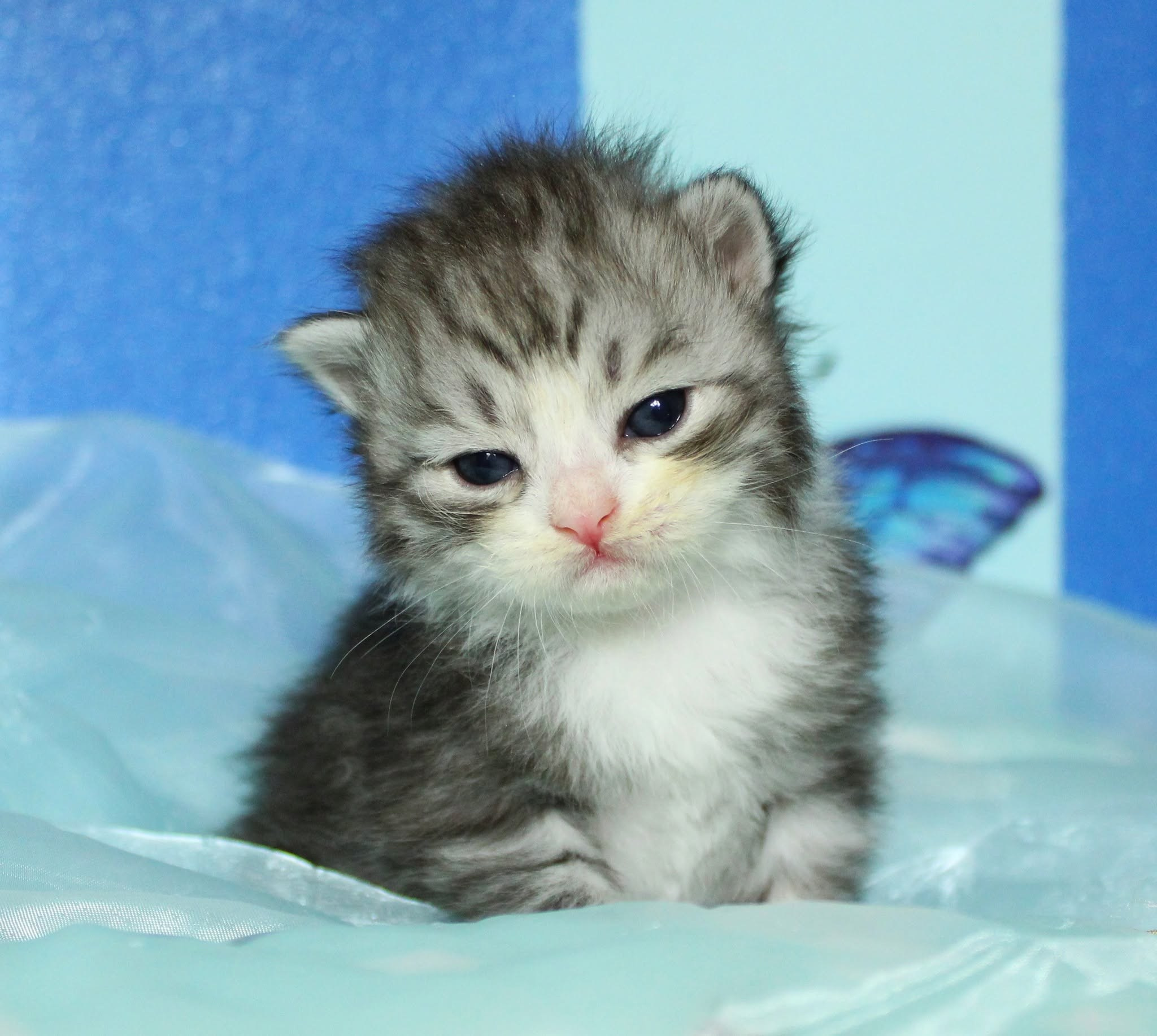 Katzen | Females. SIBERIALIS: Katzenzucht von Sibirischen und Neva Masquarade Katzen
