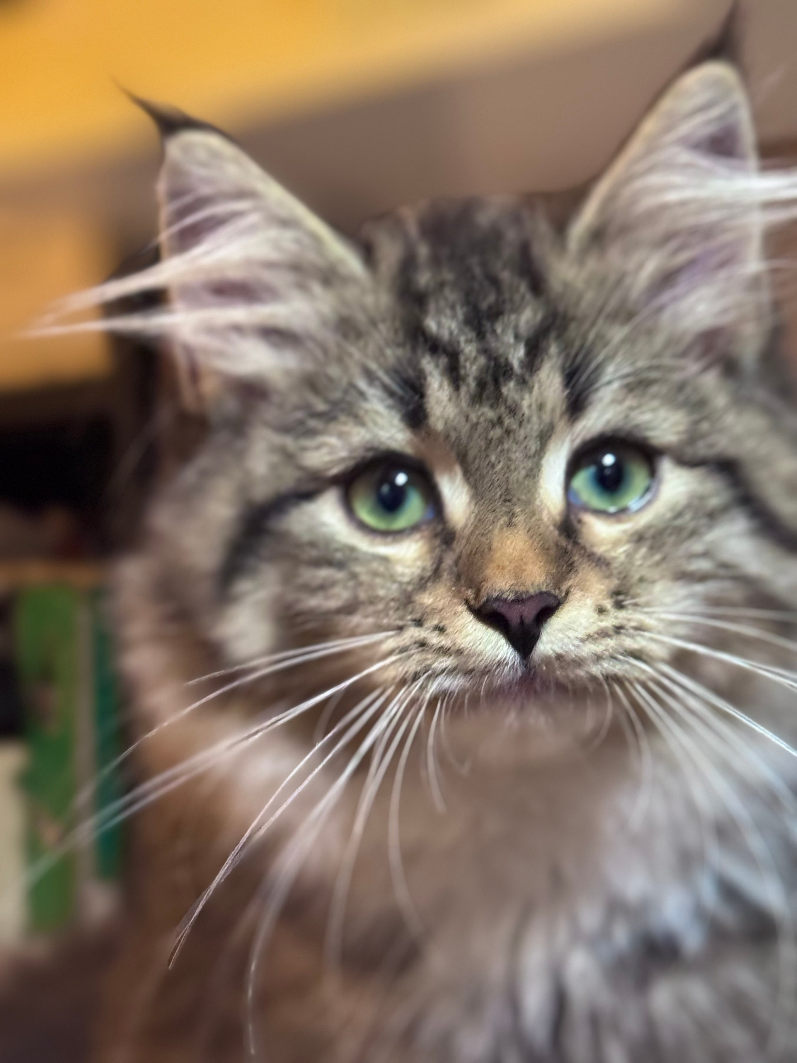 LEMON GREEN SIBERIANS LITTER OTMA