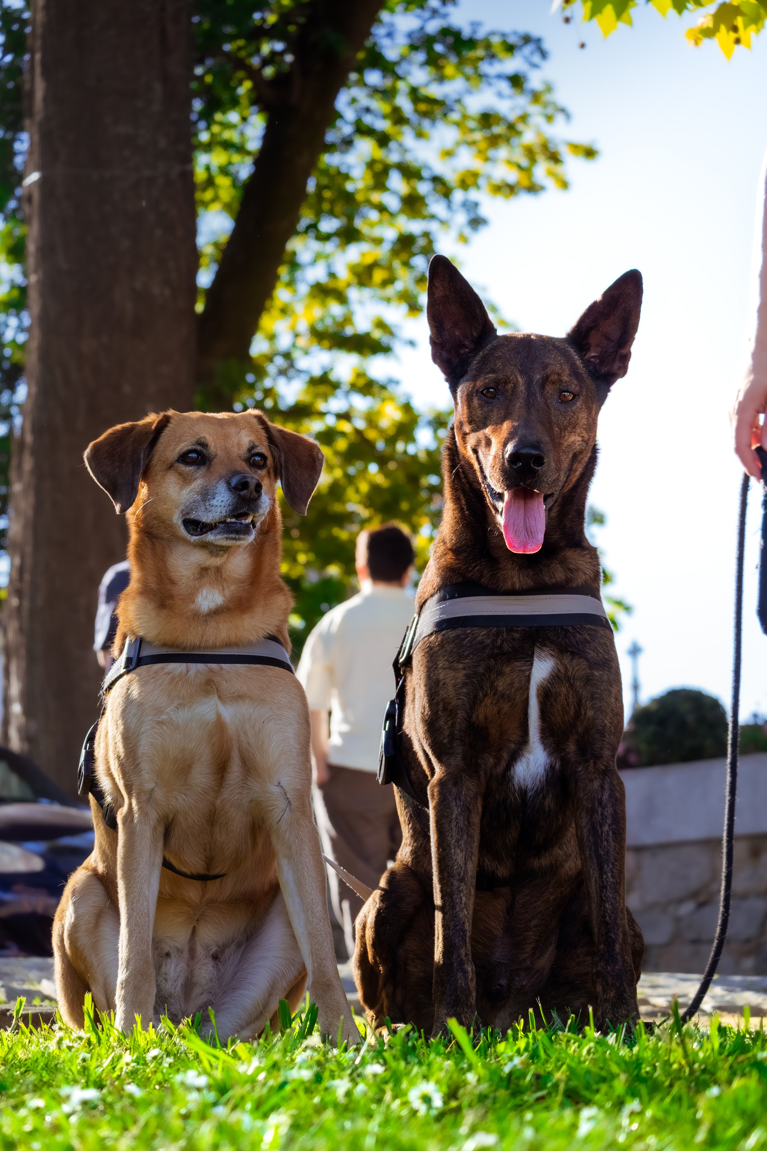 Dupla Canina ao Ar Livre. Fotógrafo espontâneo de eventos DGallery