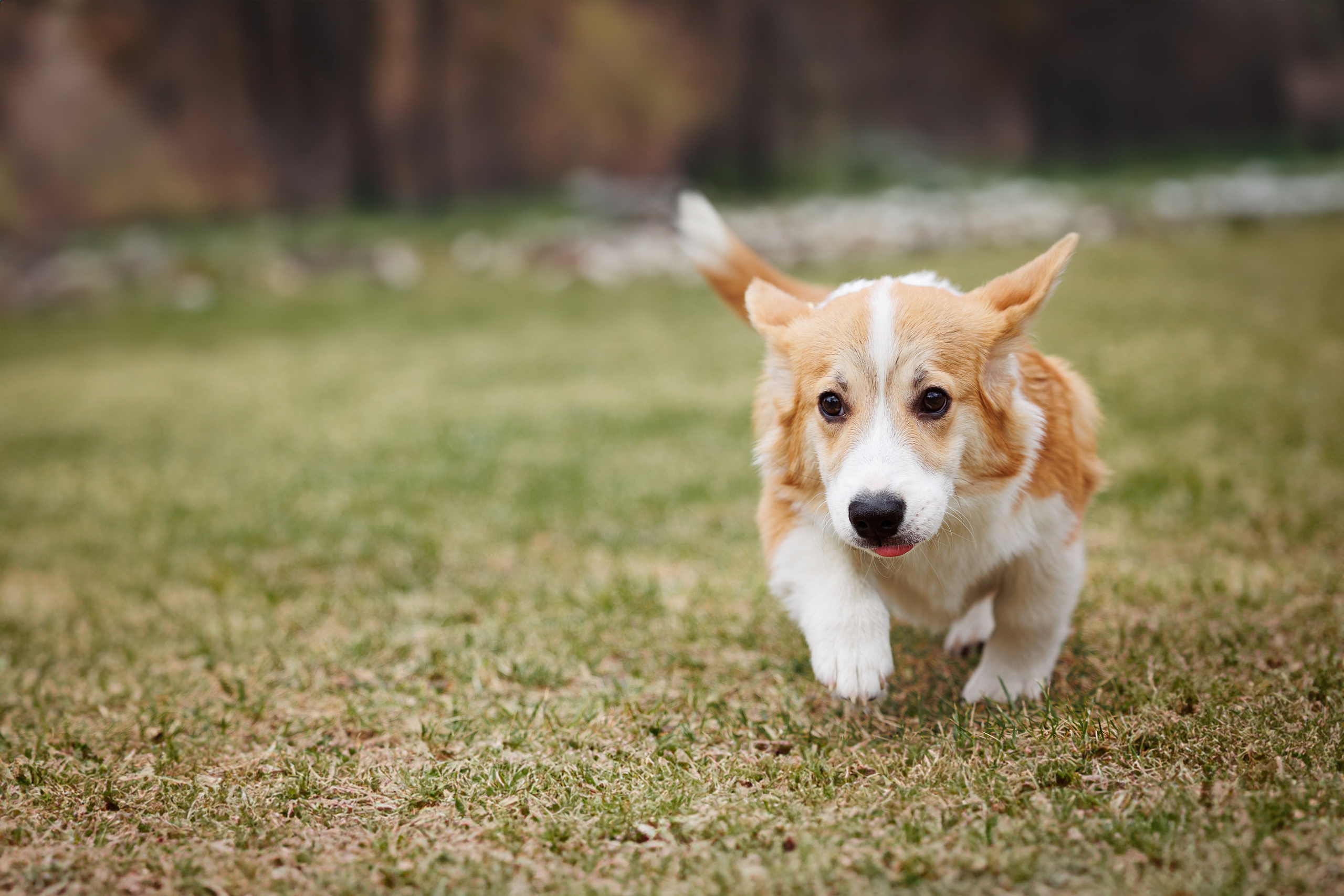 Welsh Corgi puppies. Семейный фотограф в Кишинёве Пулькина Ольга