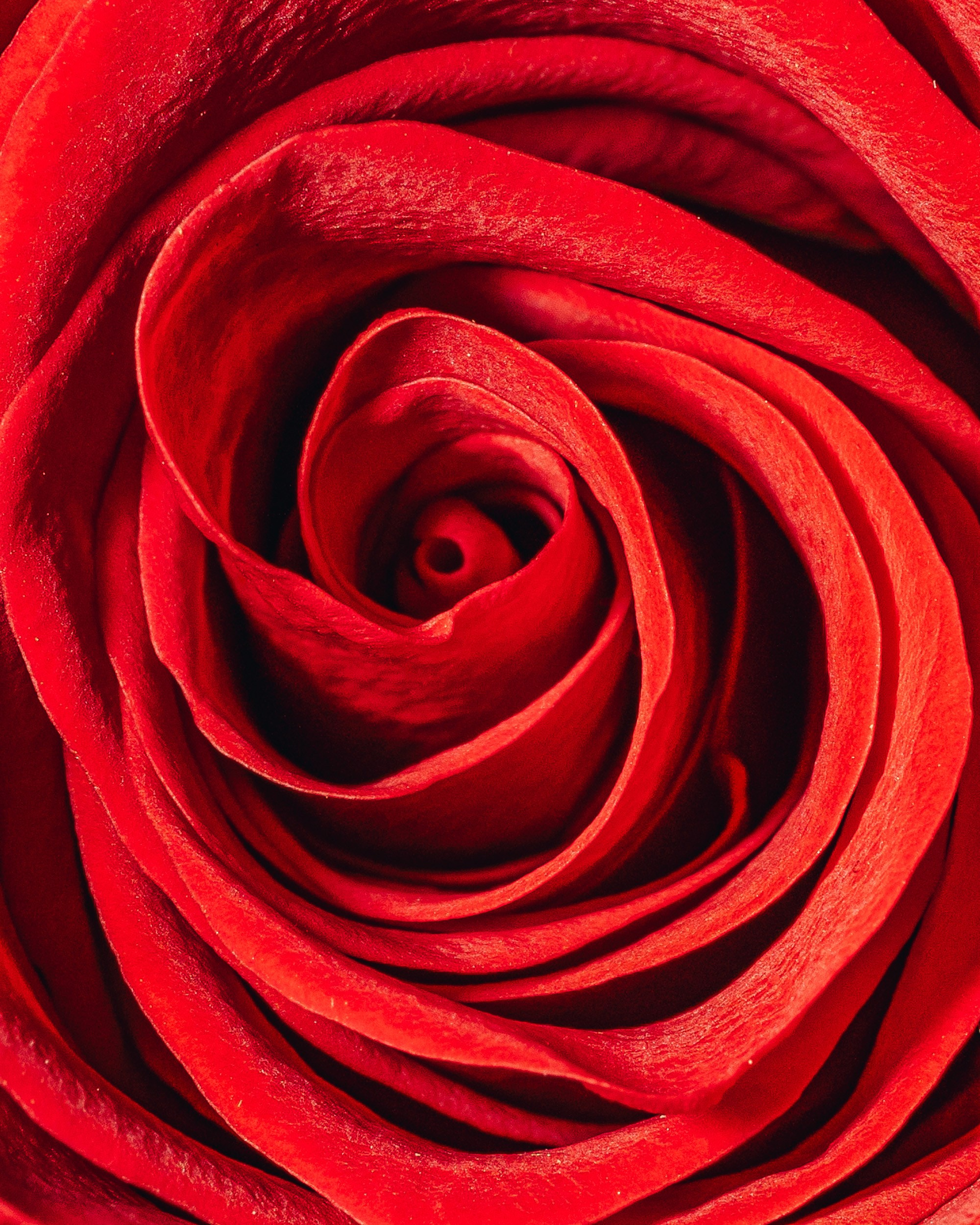 Macro foto. Galvenā
