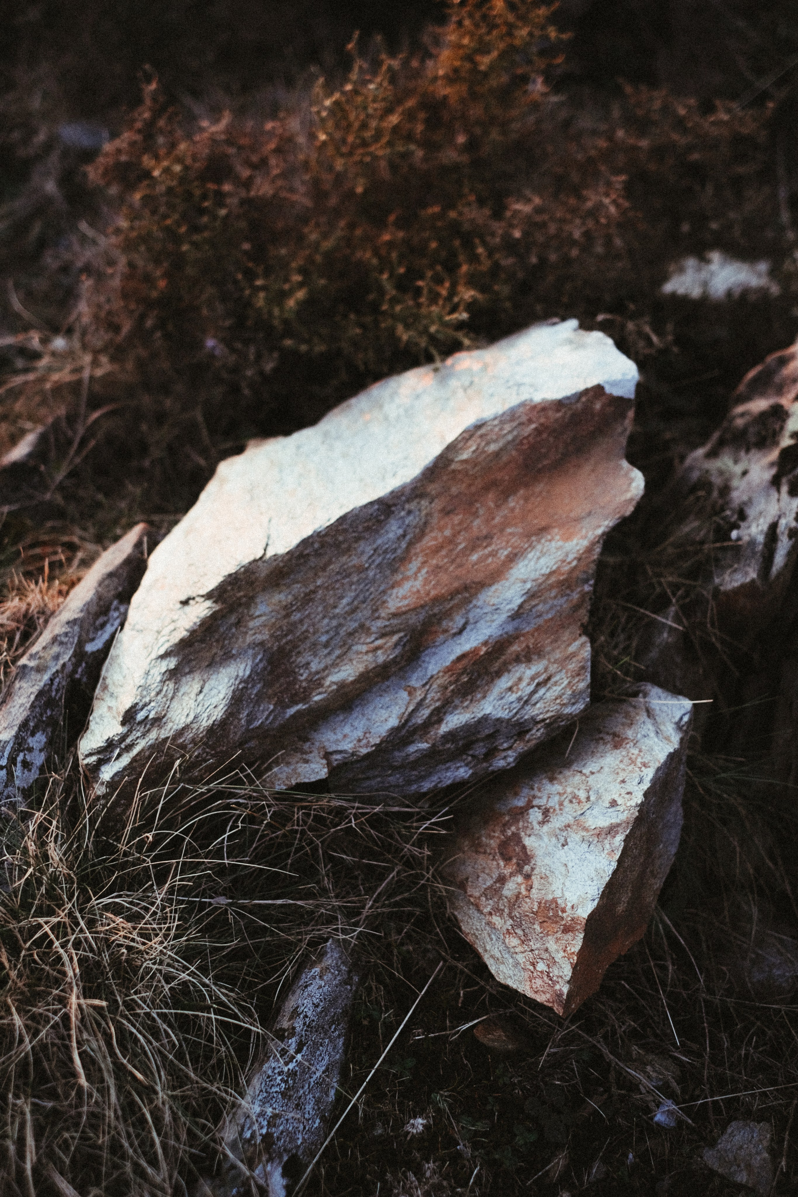 Forest engagement session location in Portugal with moss and natural light